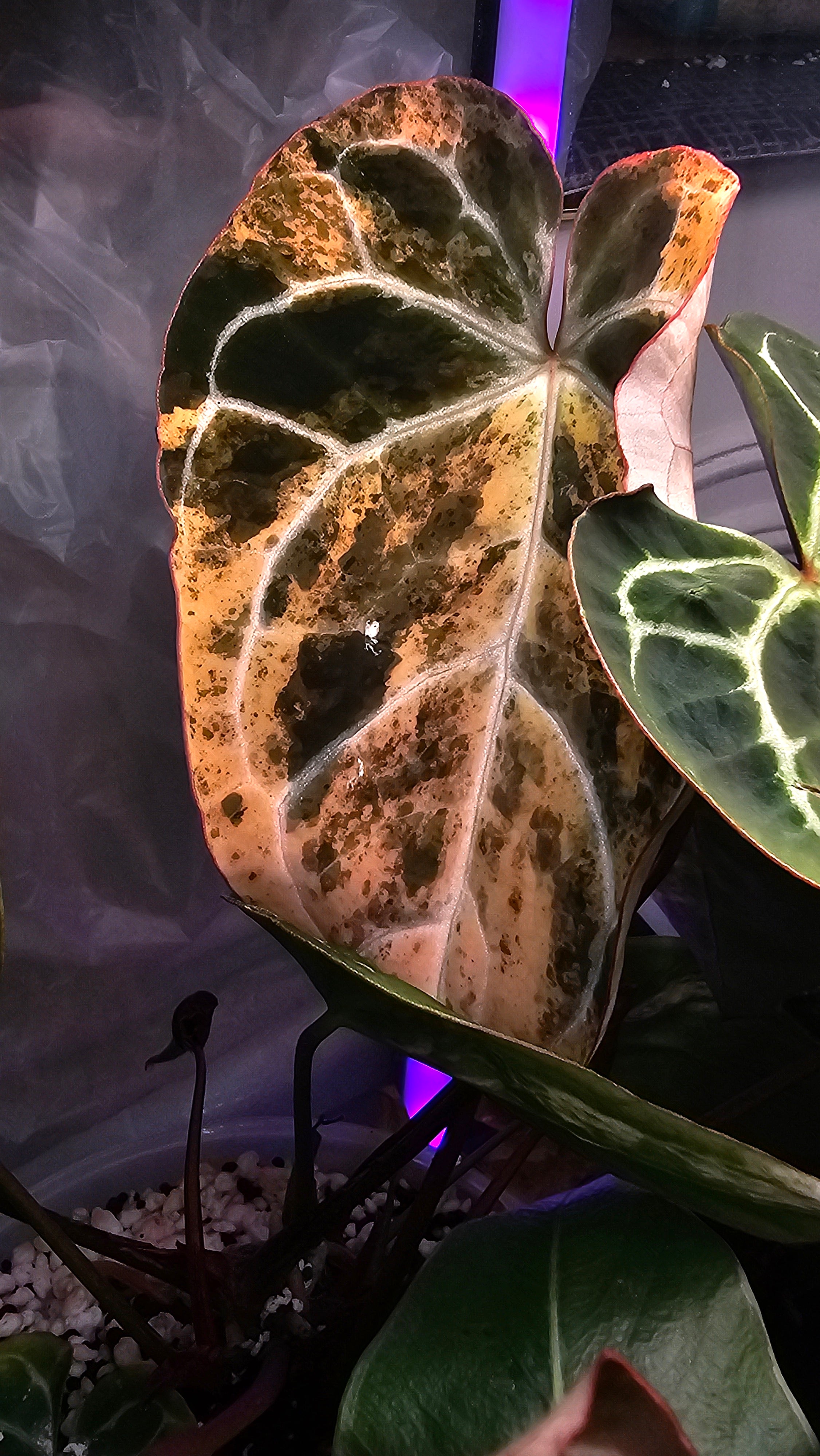 Anthurium