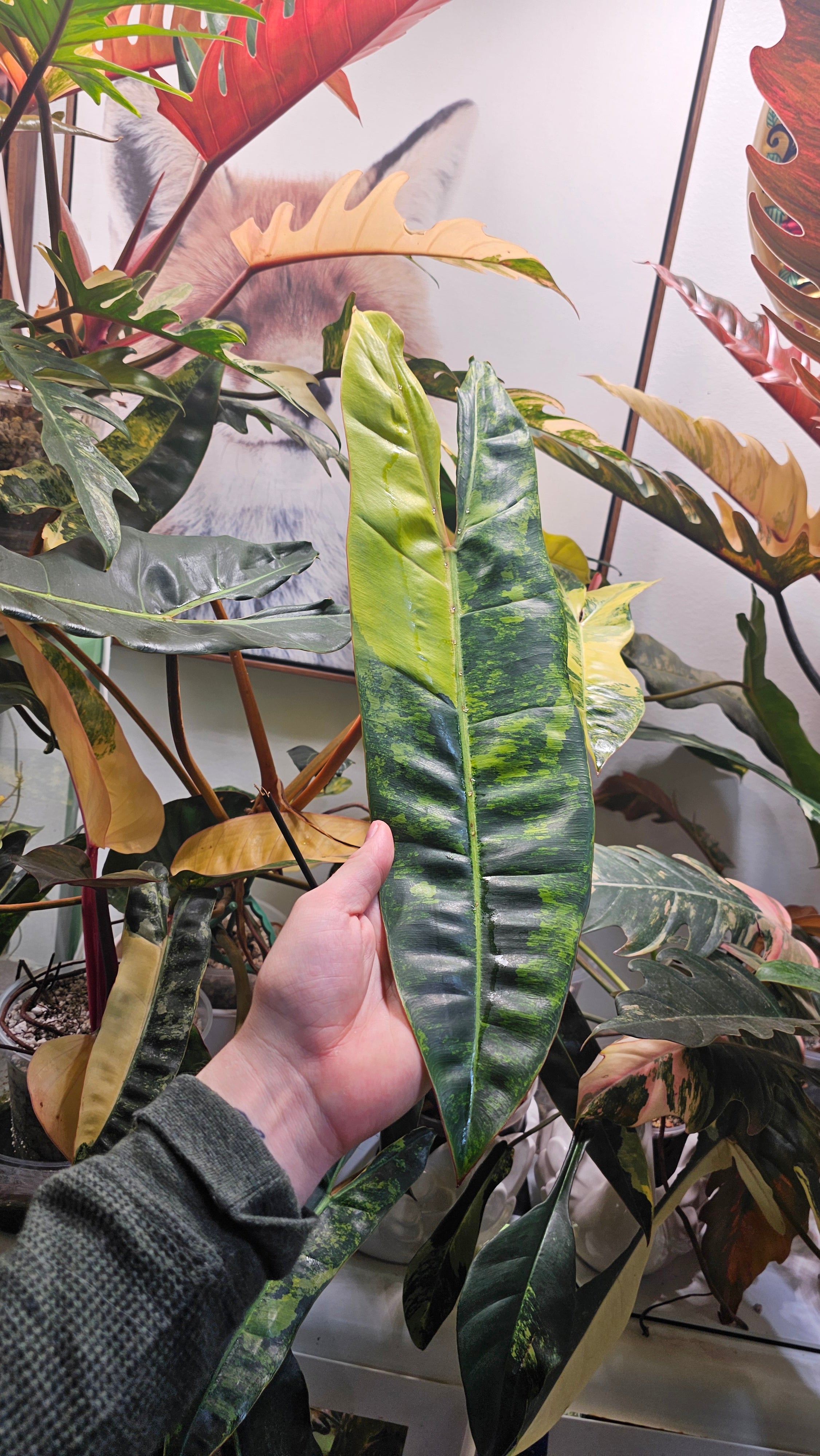 Philodendron
