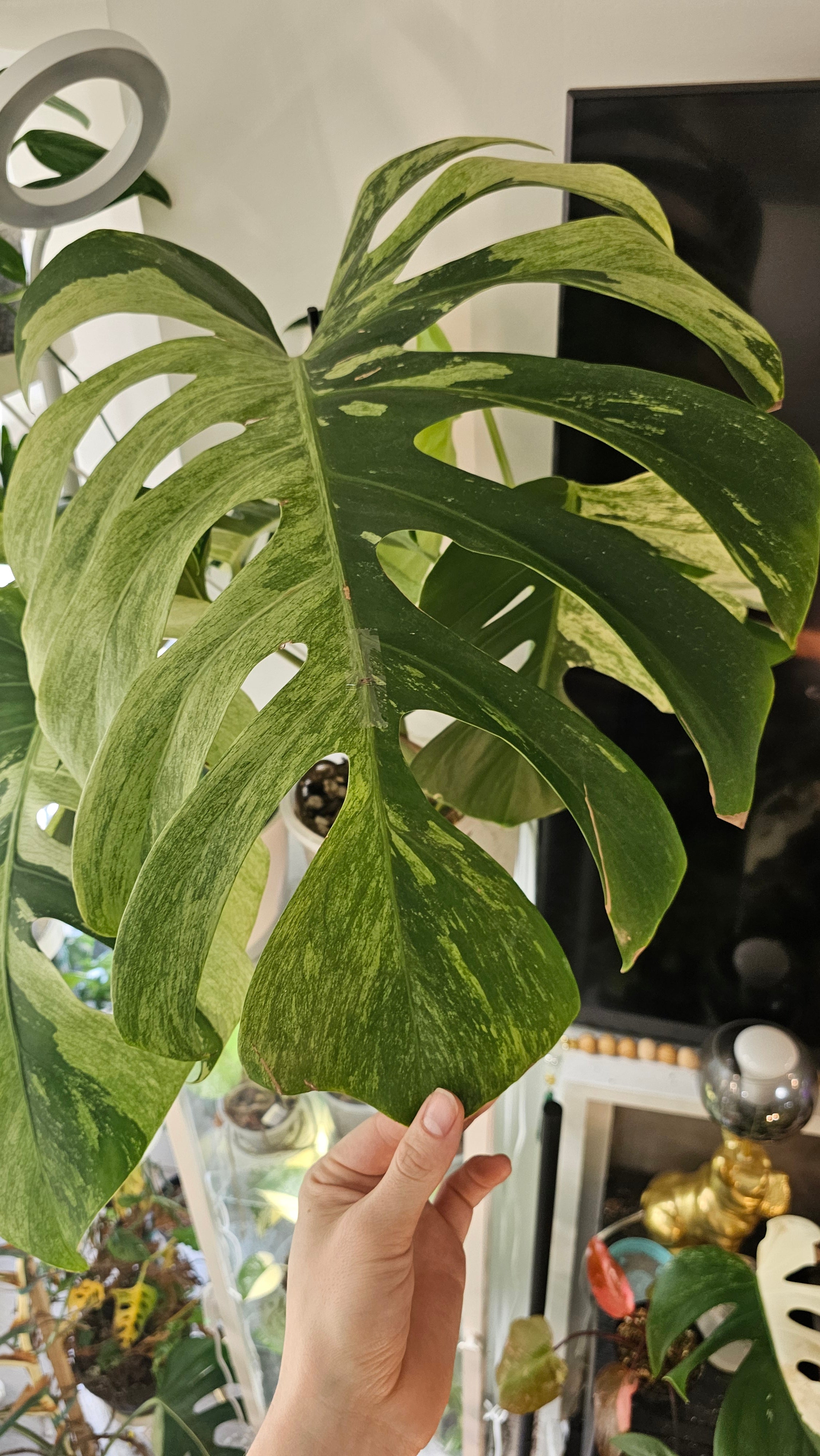 Monstera