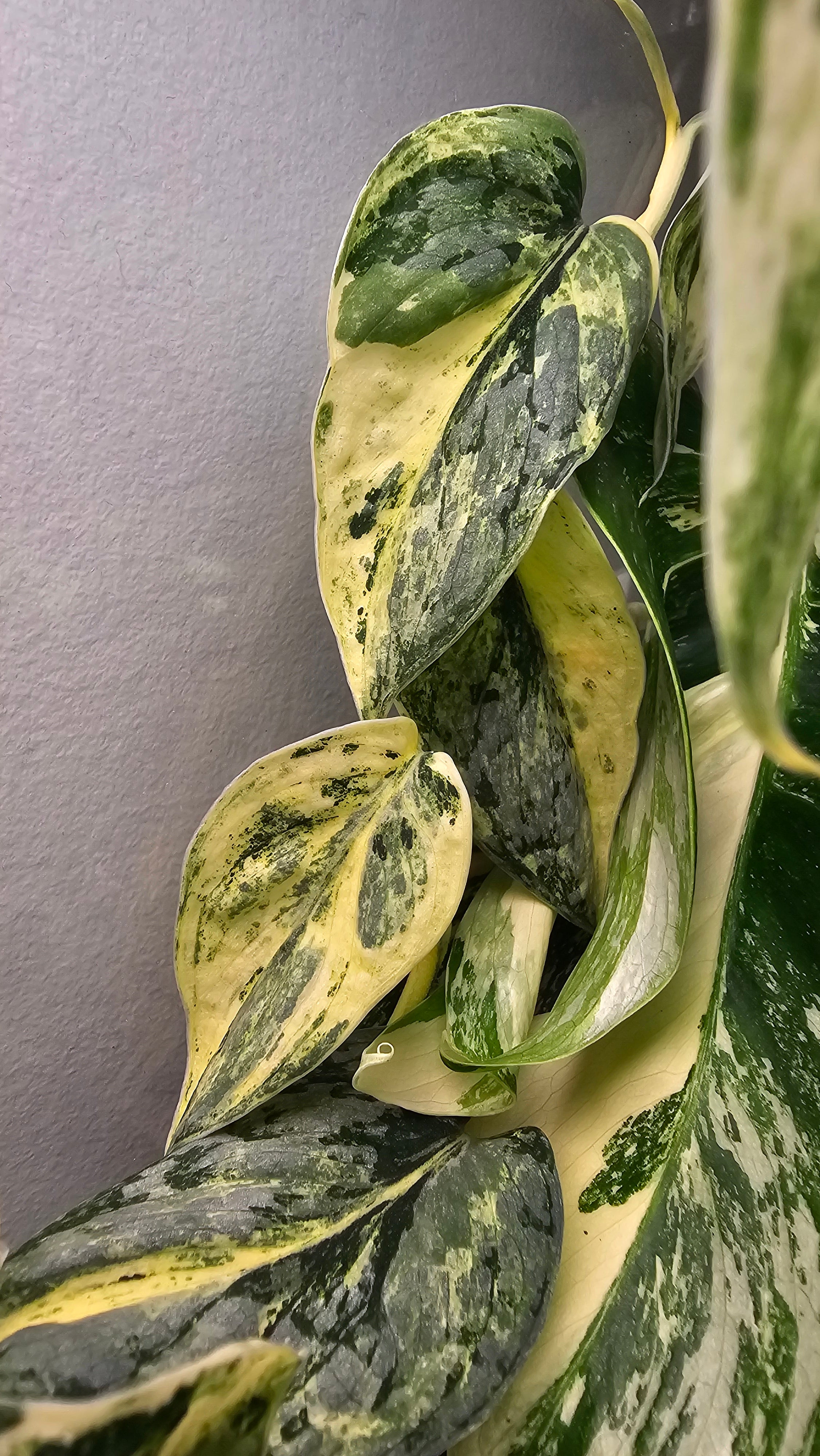 Scindapsus