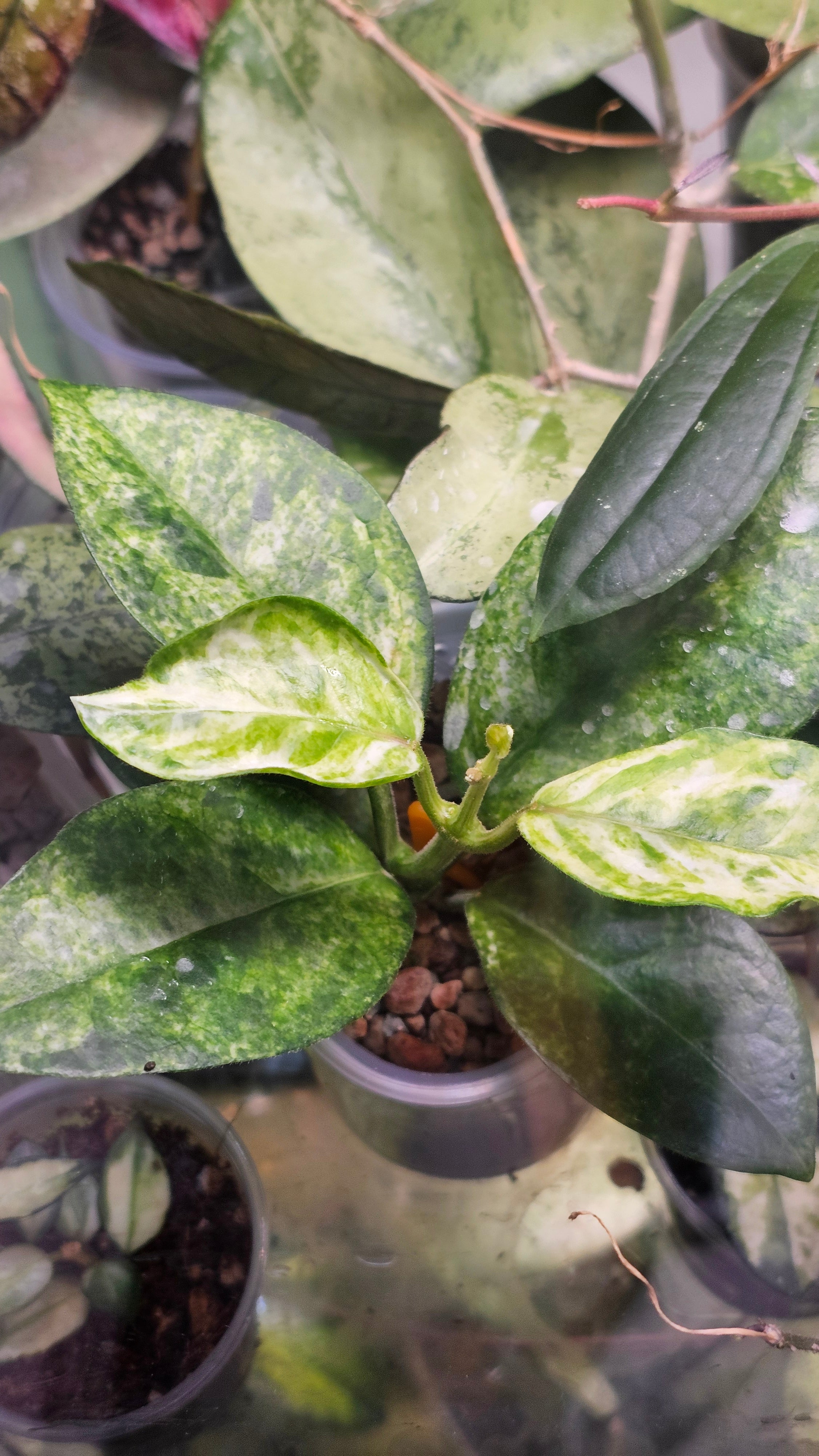 Hoya
