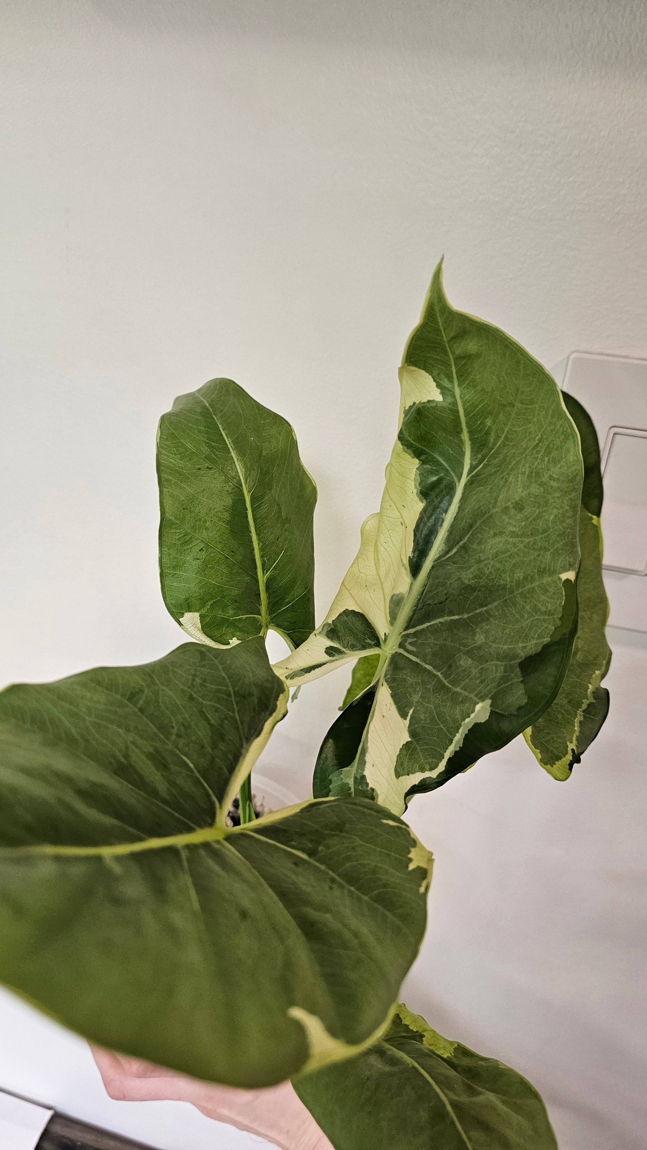 Alocasia