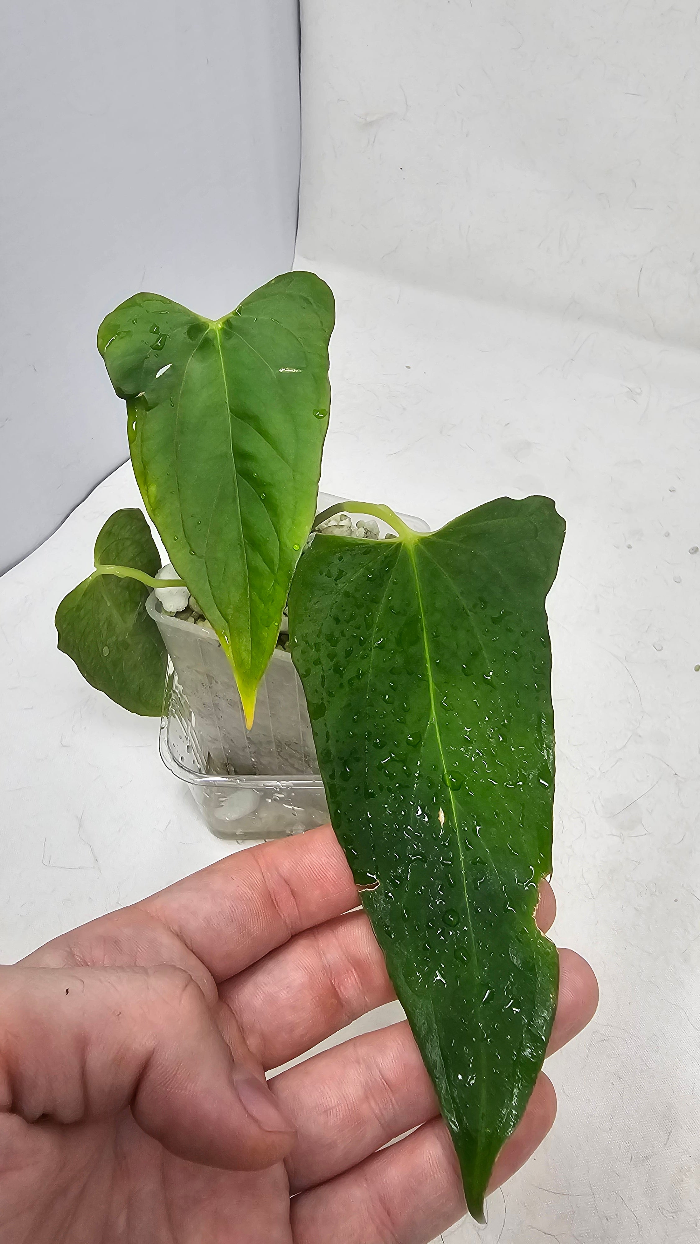 Anthurium (Portilae NSE x FS) x RL