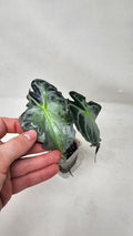 Alocasia Venom