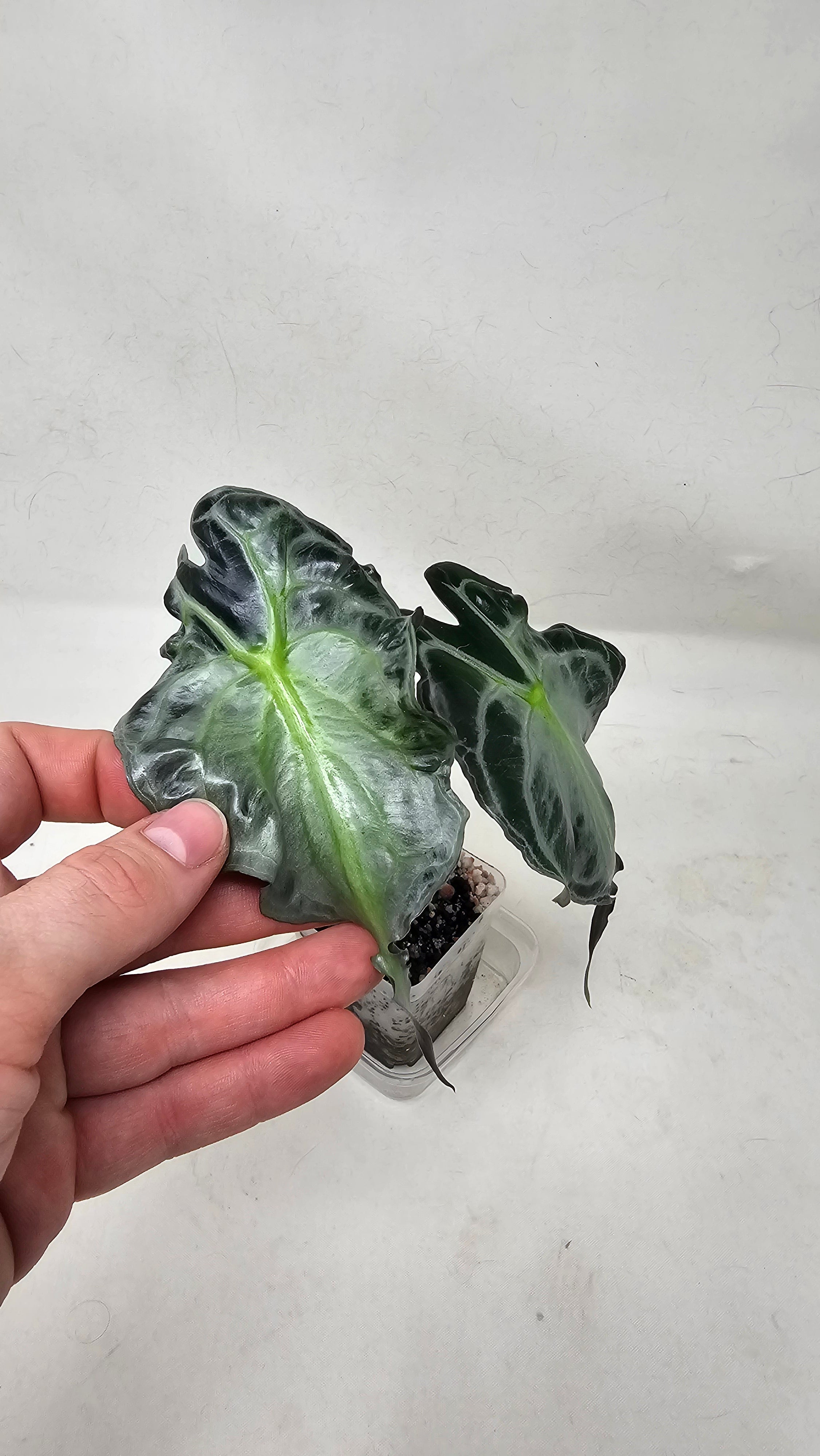 Alocasia Venom