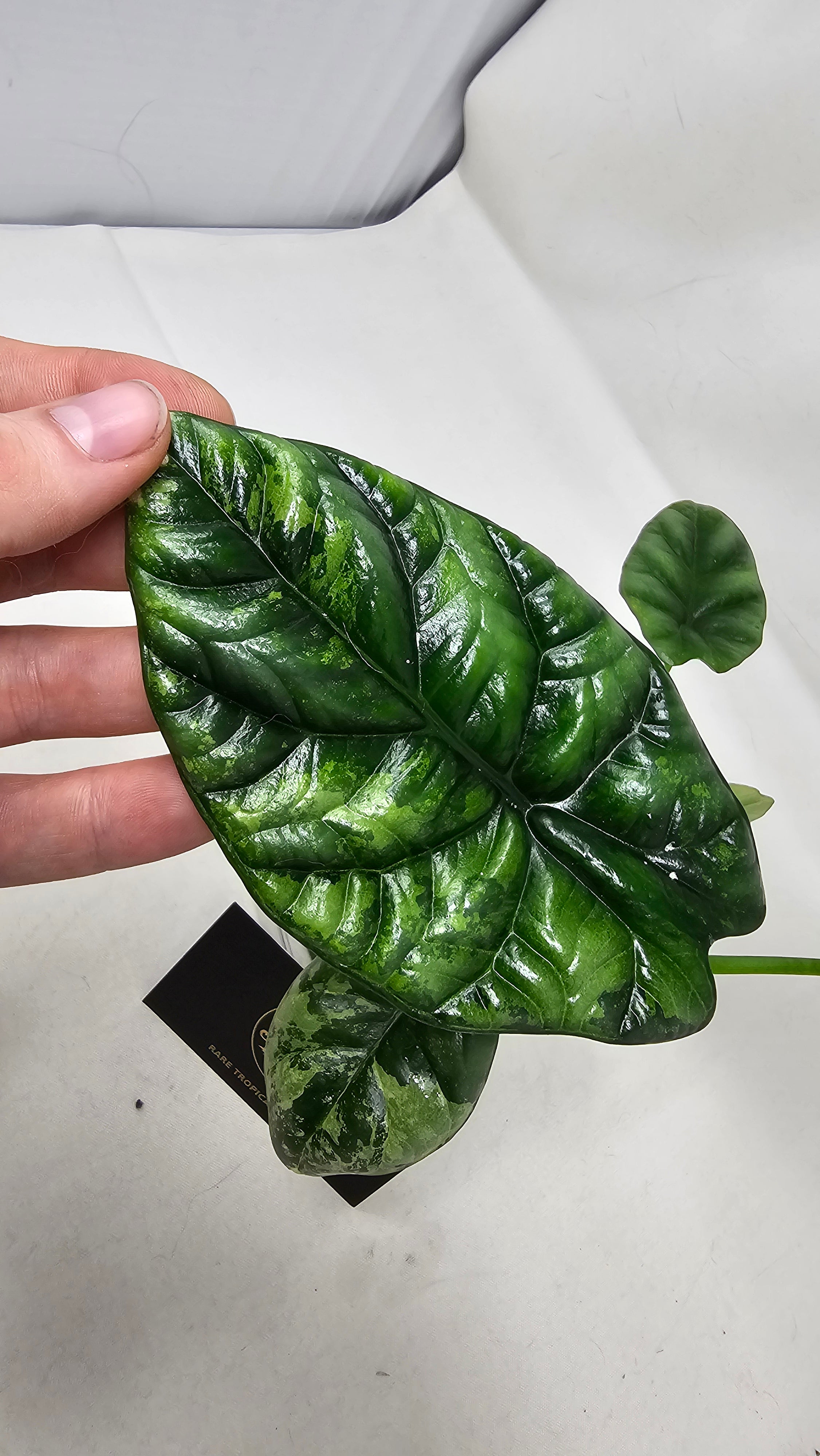 Alocasia Sinuata Albo/Mint