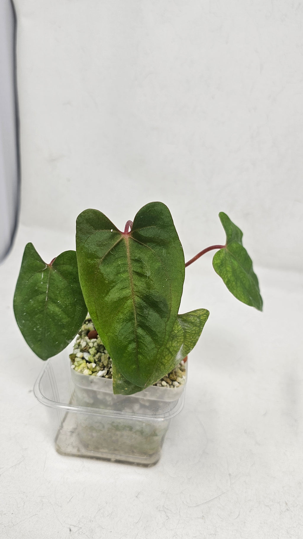 Anthurium Fort Sherman x RVDP
