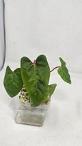 Anthurium Fort Sherman x RVDP