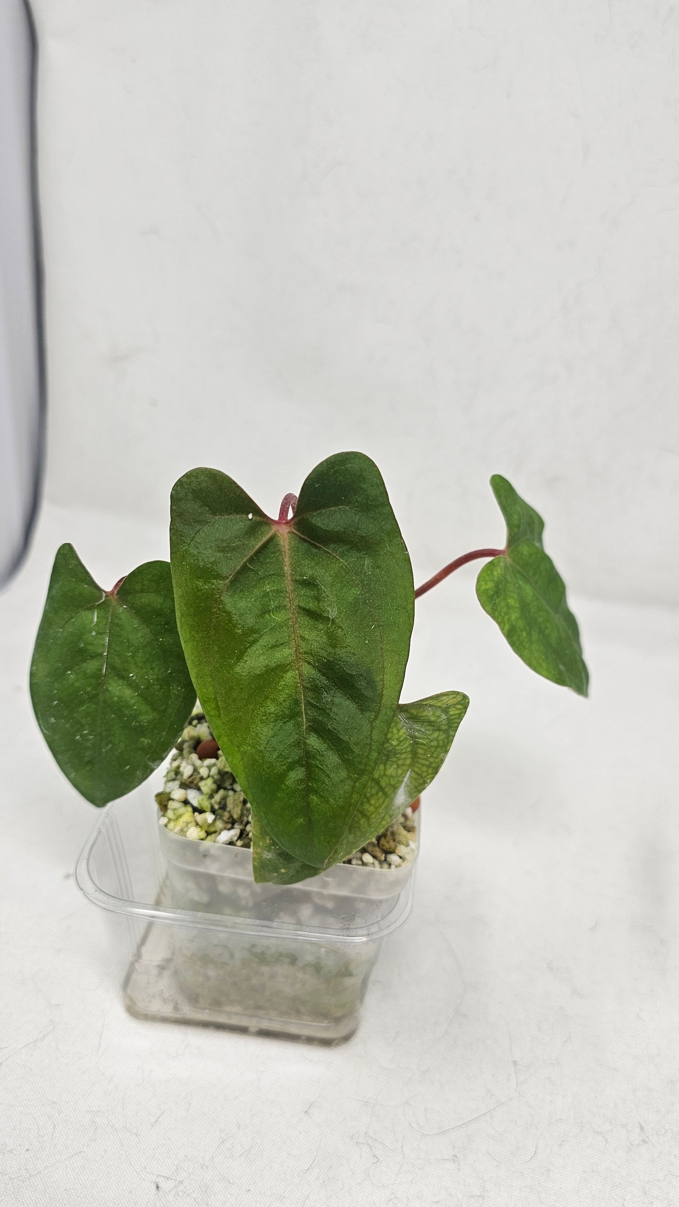Anthurium Fort Sherman x RVDP