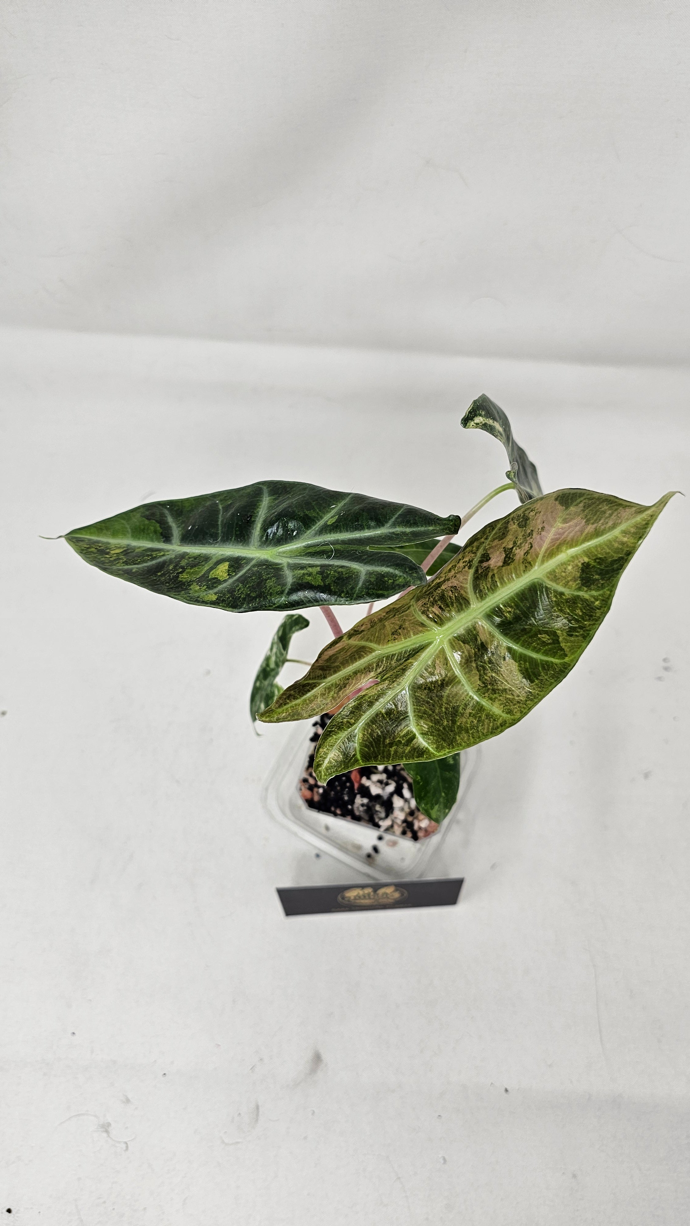 Alocasia Nairobi Nights Variegated