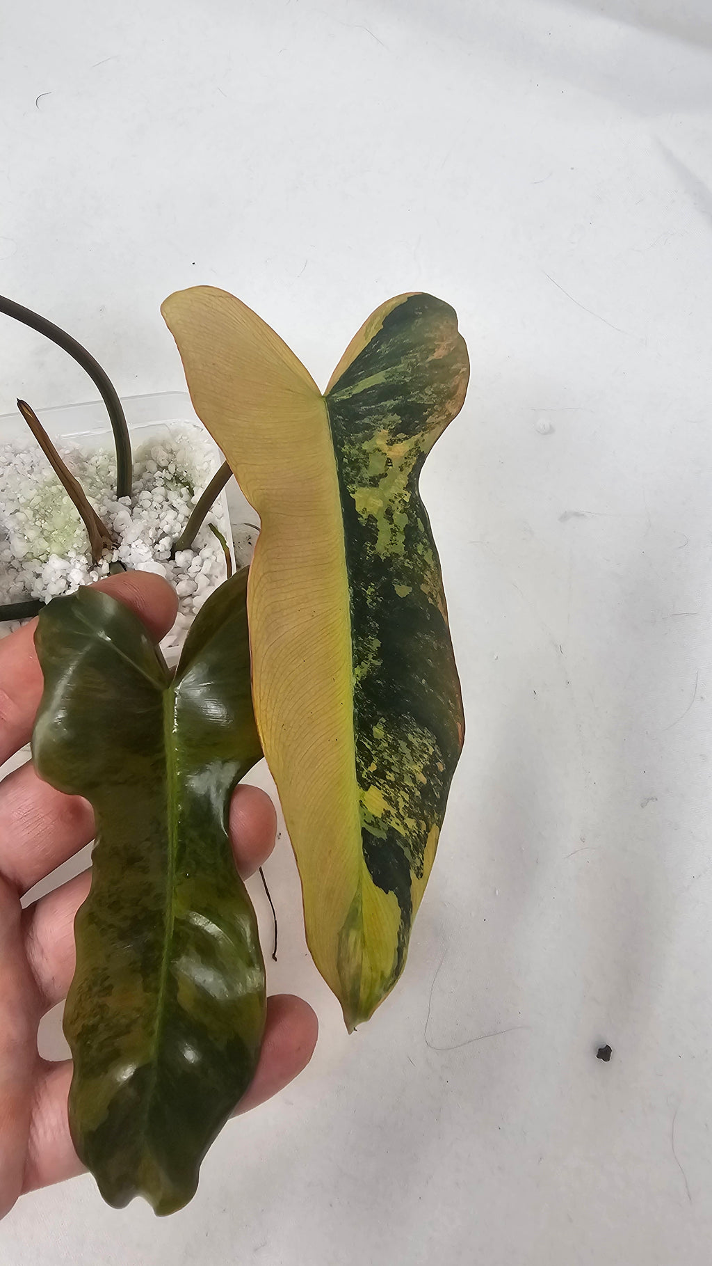 Philodendron Brown Beauty Variegated