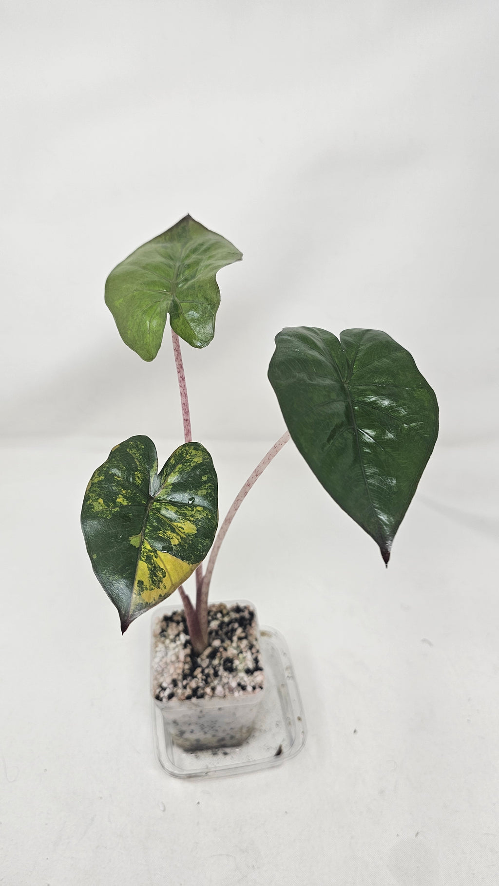 Alocasia Yucatan Princess Aurea