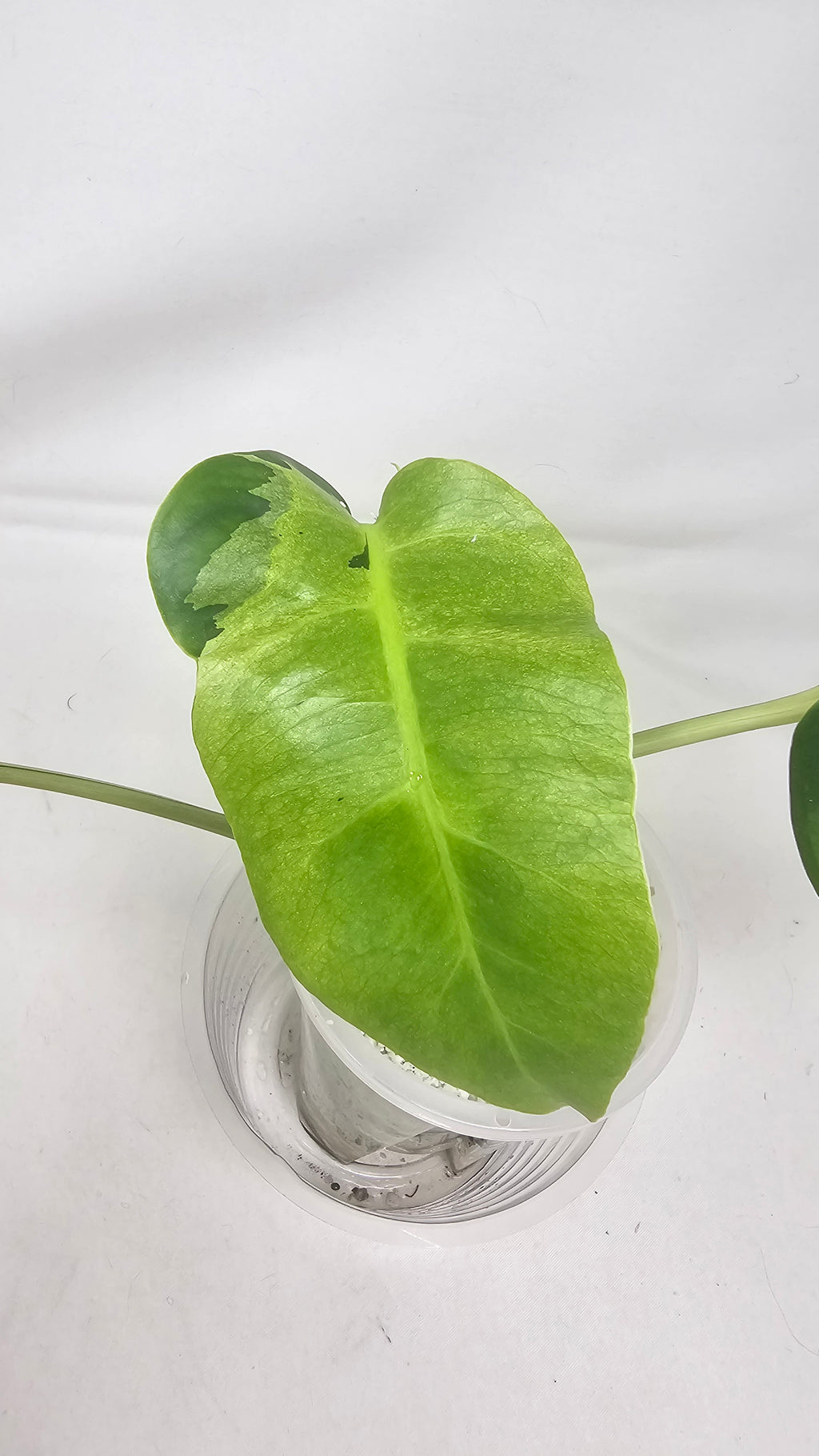 Monstera White Lava