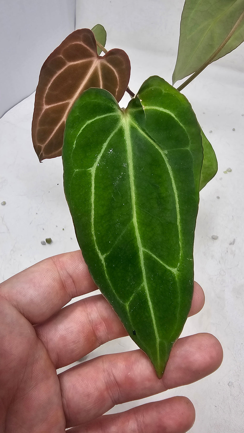 Anthurium Michelle x BVEP (Scott)