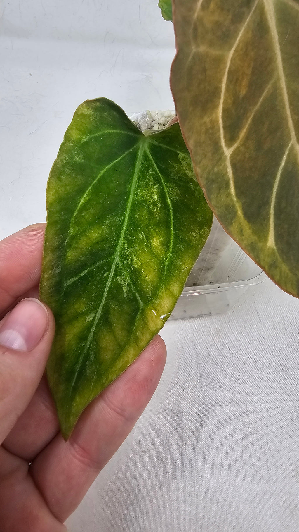 Anthurium Forgetti x Blackwidow 13 x 43