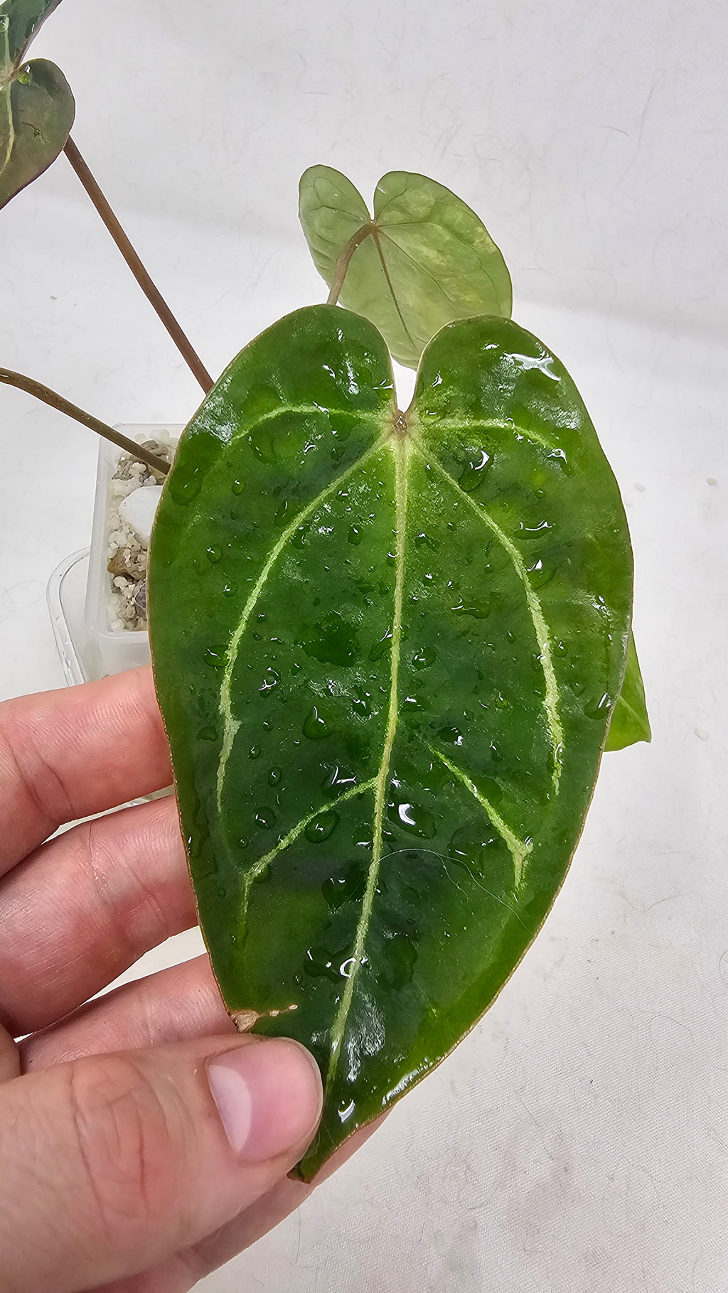 Anthurium Forgetti x Blackwidow Variegated (Low Var)
