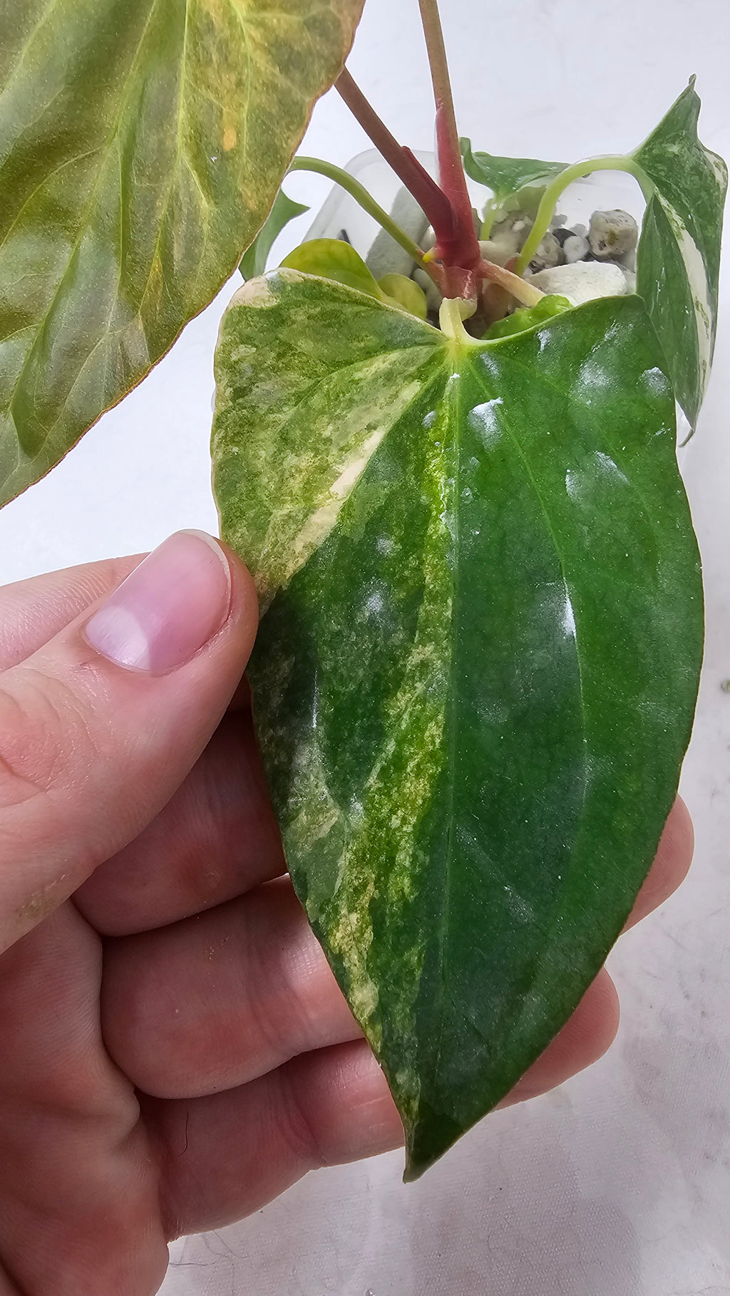 Anthurium Papillilaminum x (sp. Nov DF x RL)