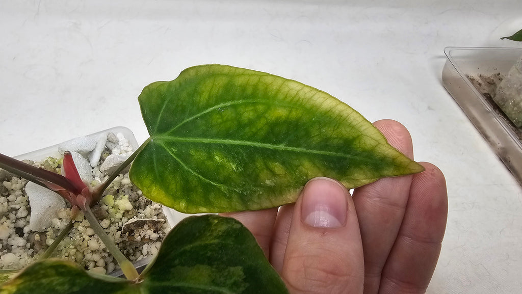 Anthurium Forgetti x Blackwidow 13 x 43