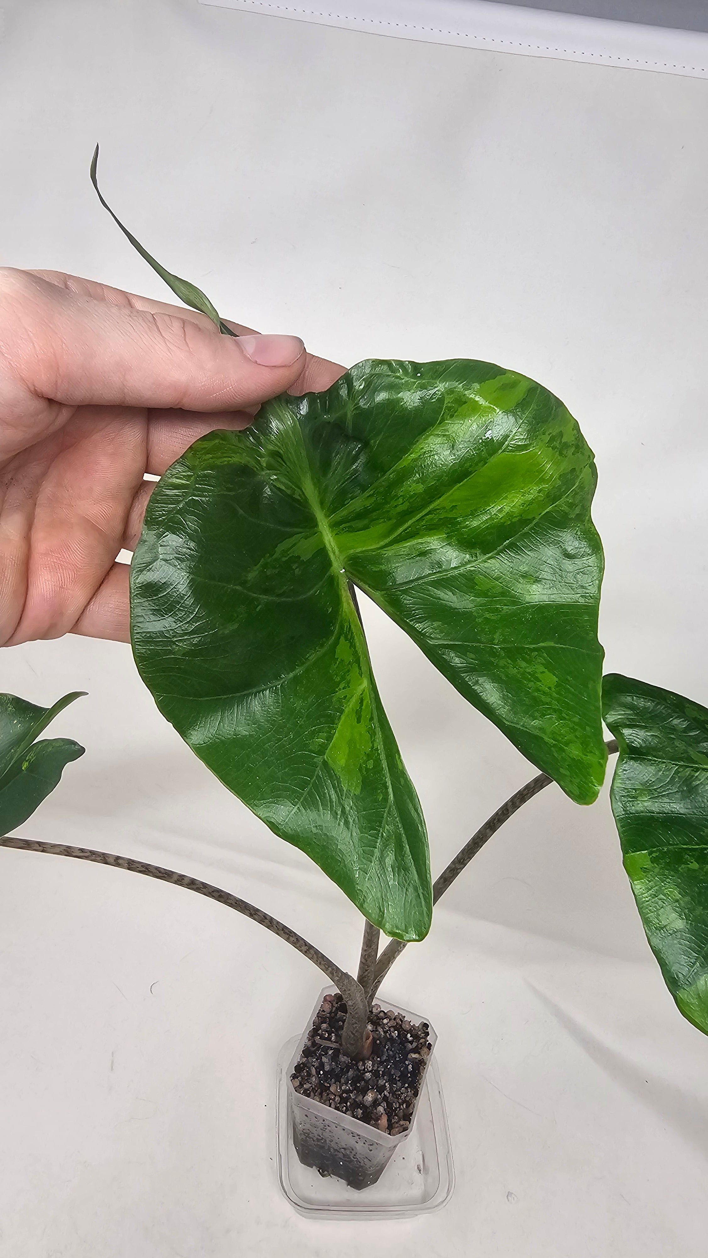Alocasia Stingray Aurea