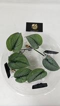 Scindapsus Sparkling Borneo