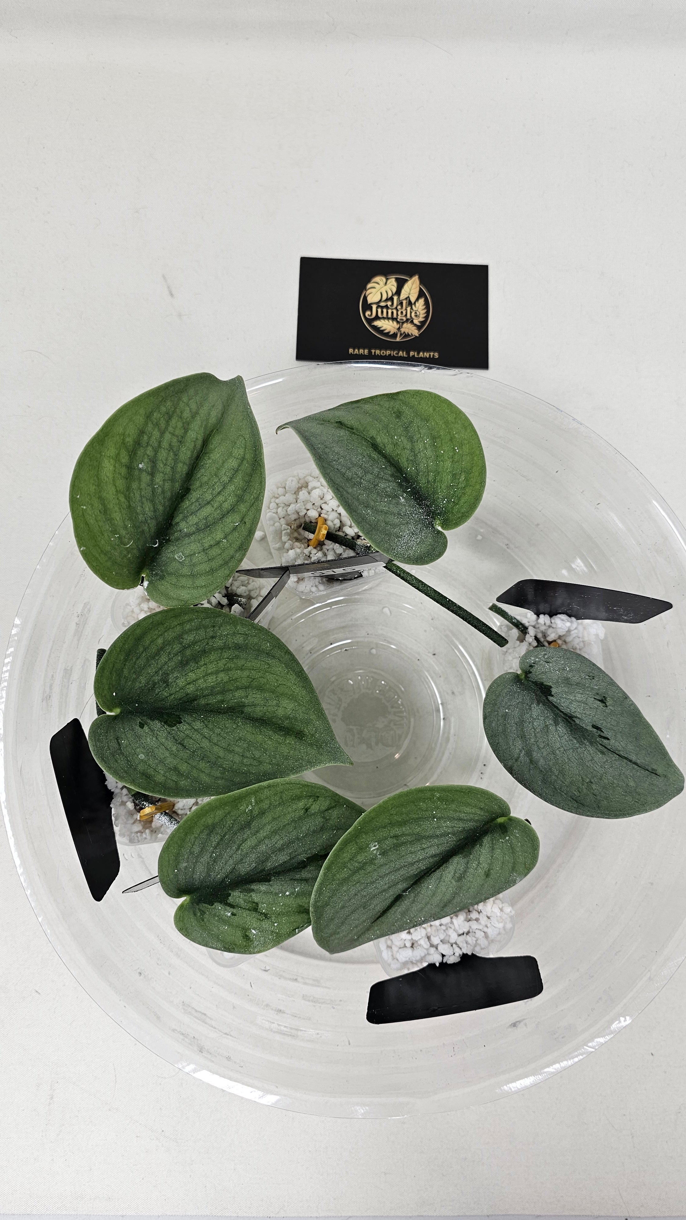 Scindapsus Sparkling Borneo