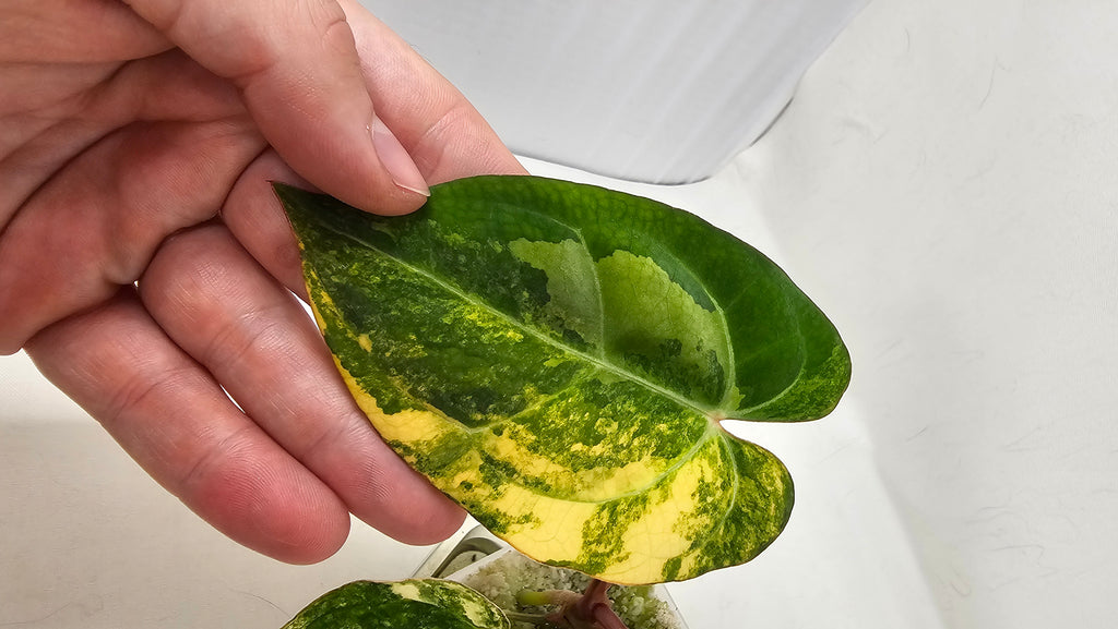 Anthurium Papillilaminum X Carlablackiae