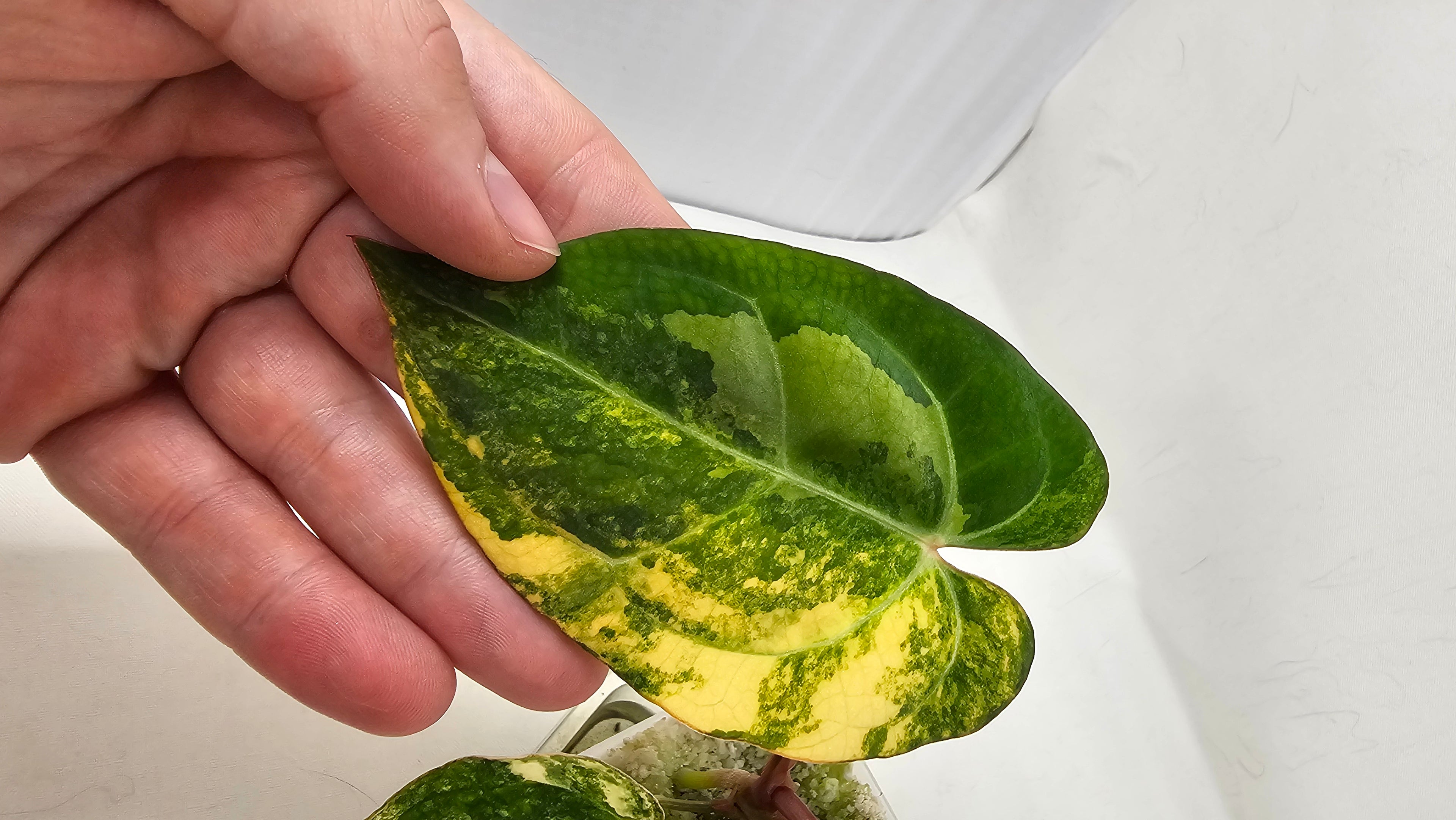 Anthurium Papillilaminum X Carlablackiae