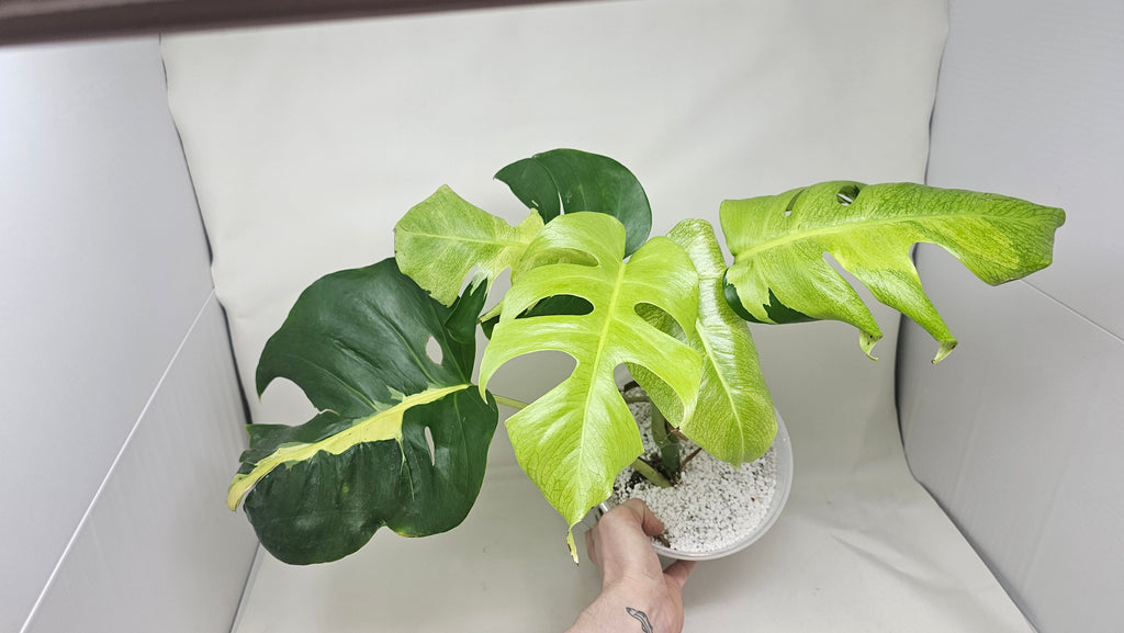 Monstera White Lava