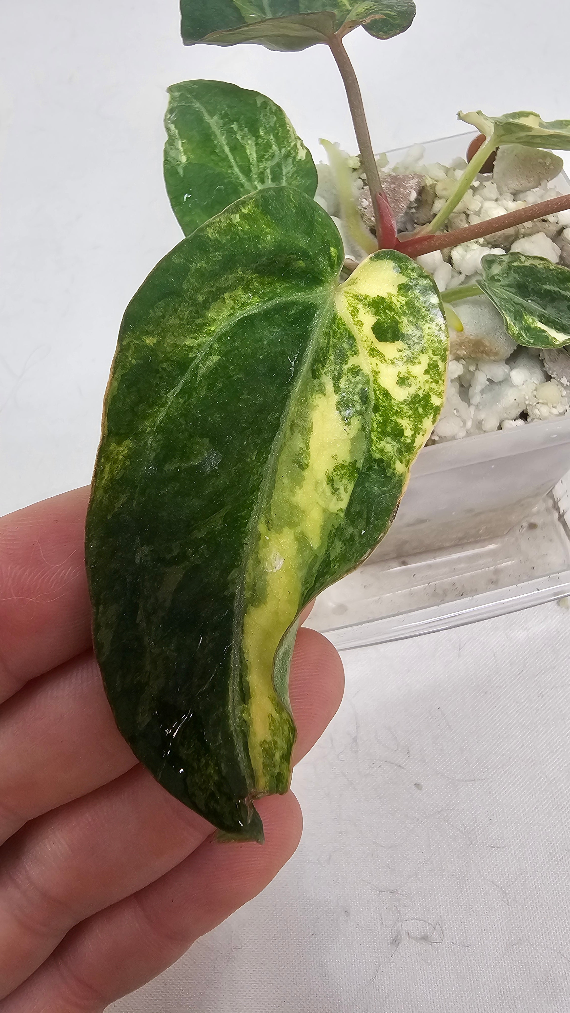 Anthurium (Papillilaminum × AOS) × (Michell x(Zara No.74))x (Brielle x Zara No.99)