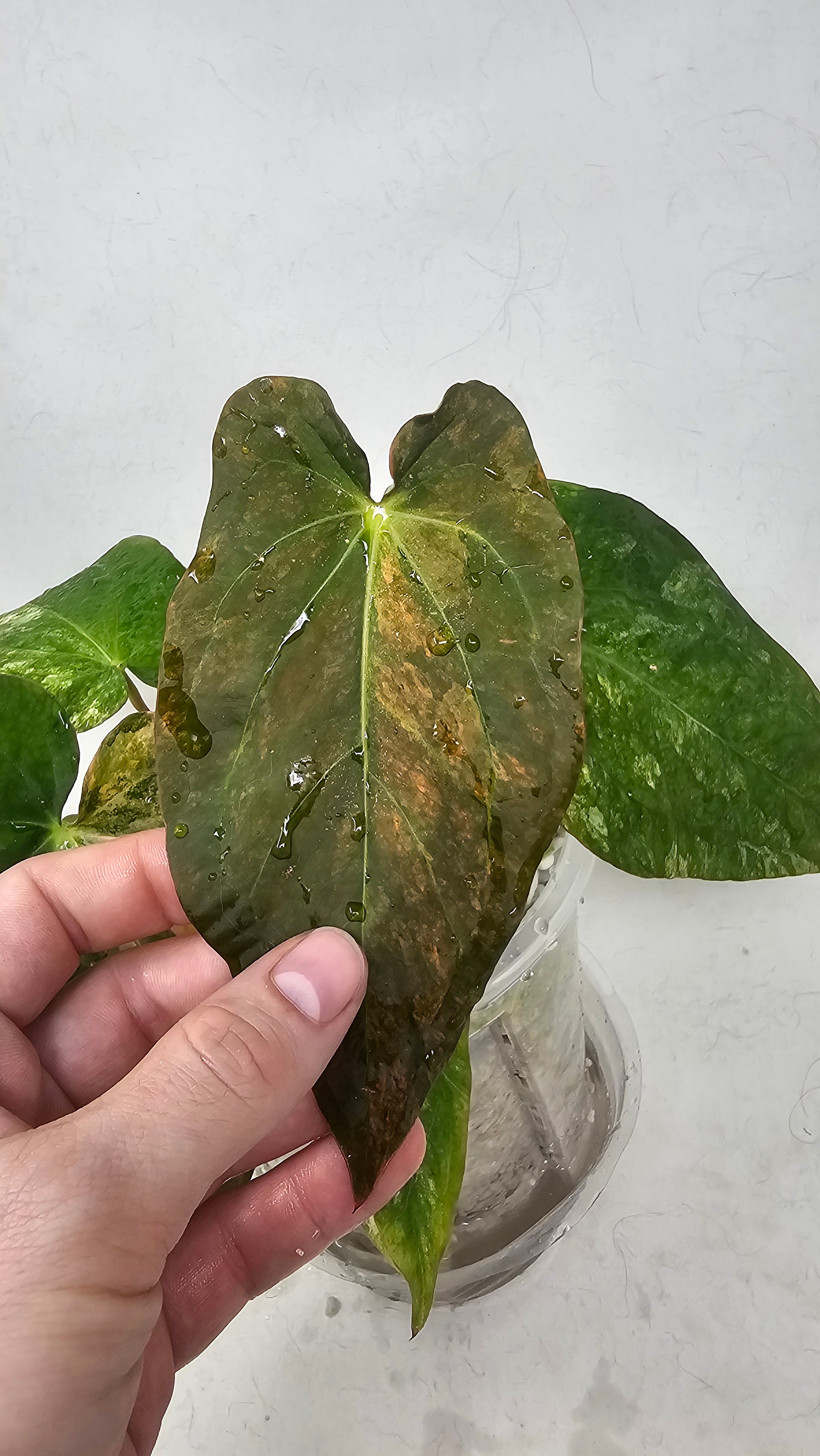 Anthurium Forgetti x BVEP (Scott)