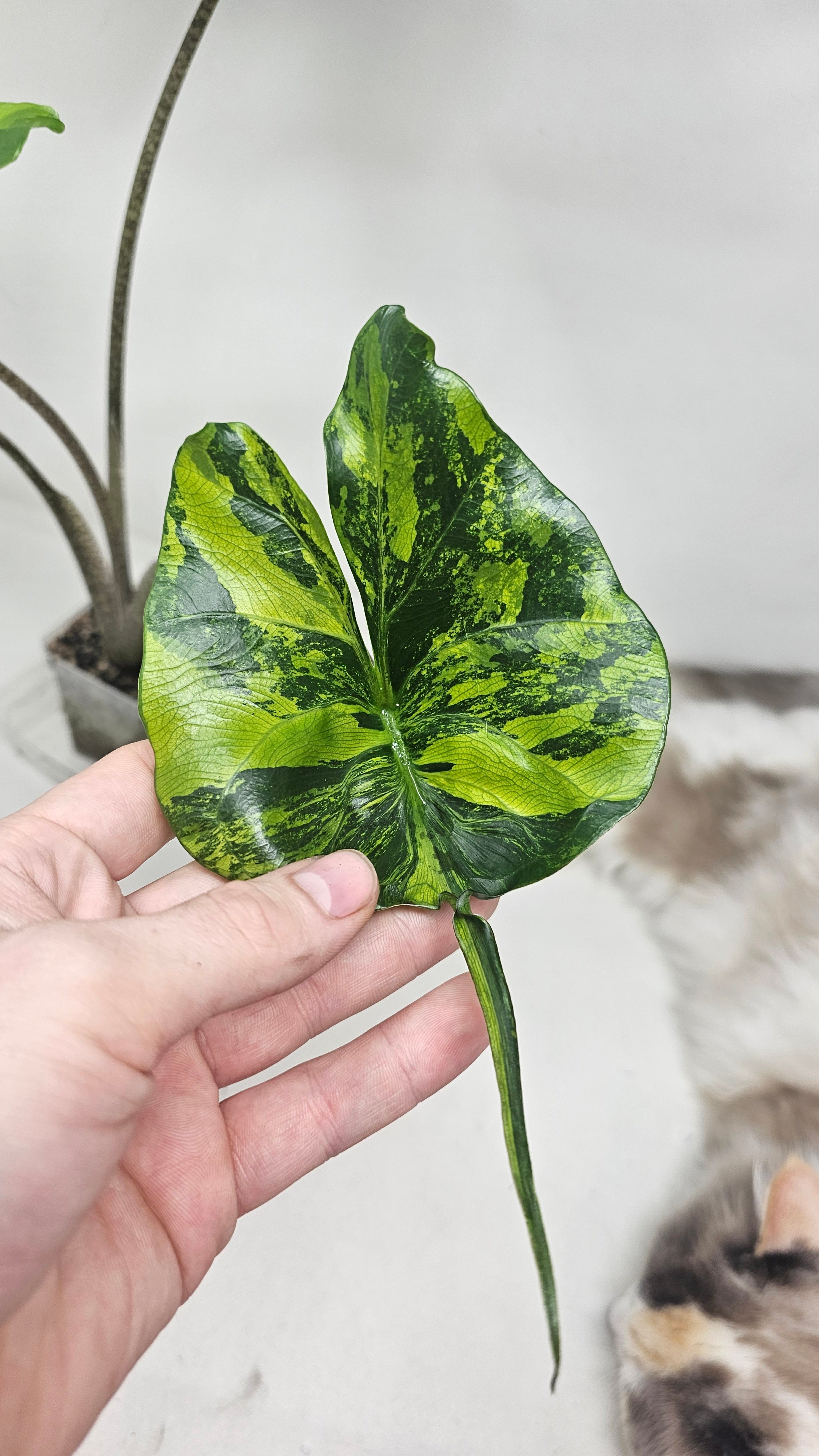 Alocasia Stingray Aurea
