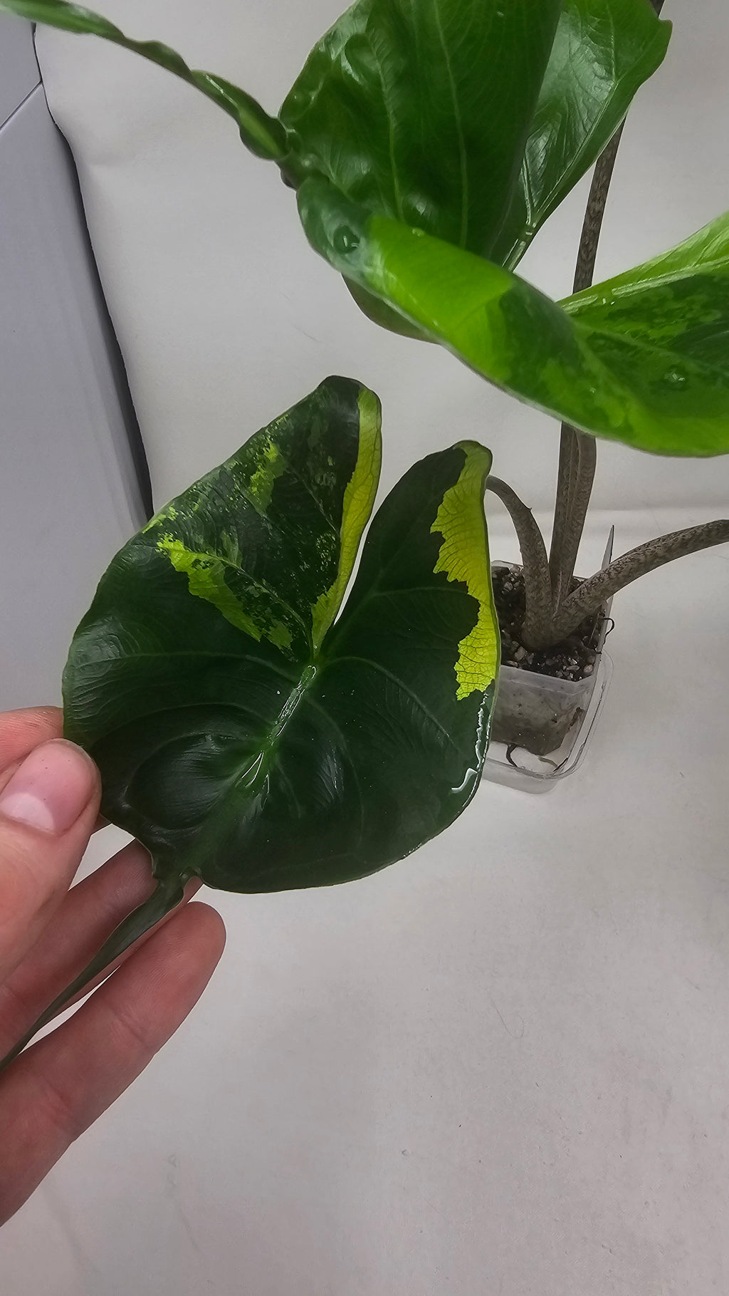 Alocasia Stingray Aurea