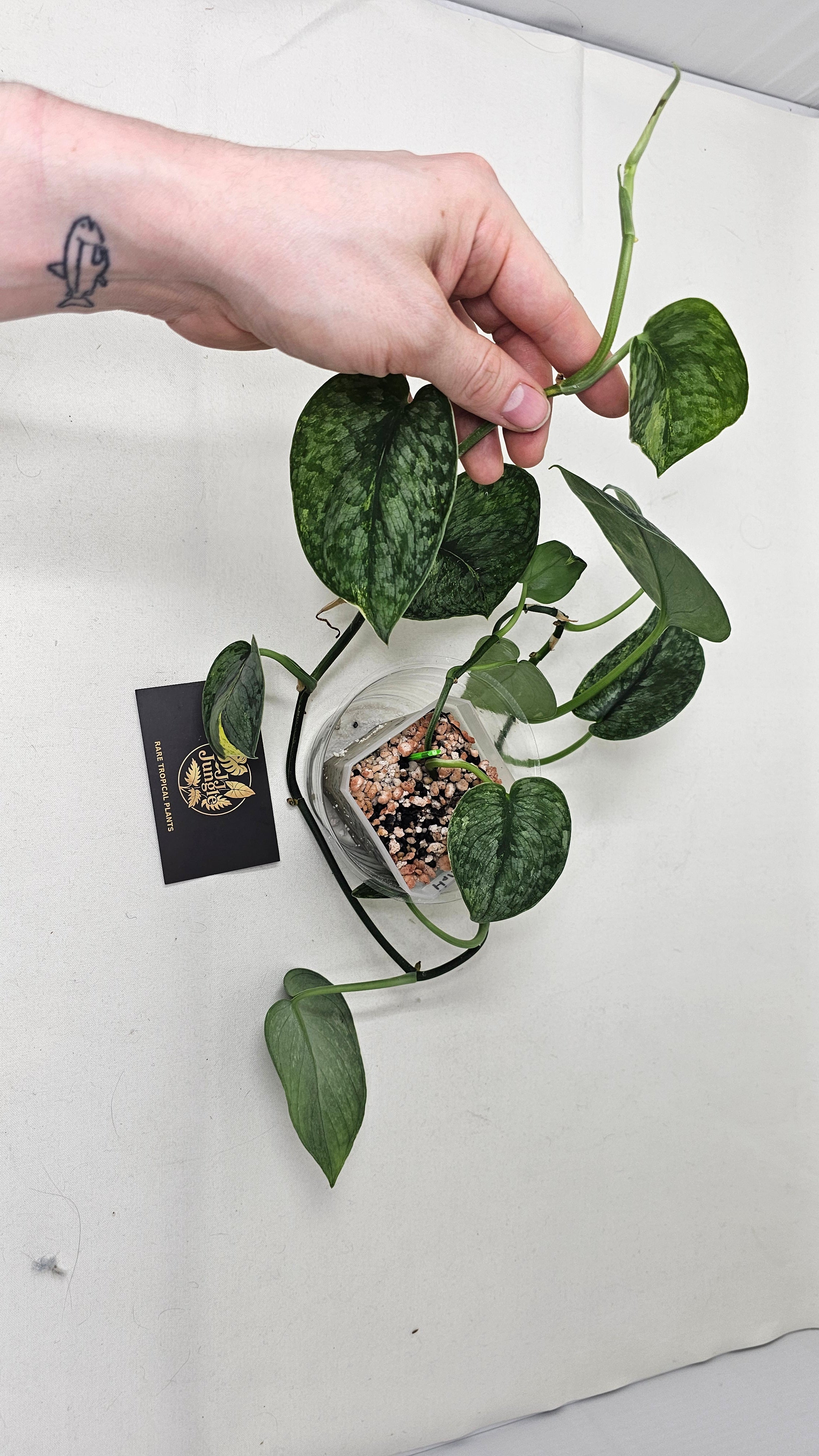 Scindapsus Halimoon
