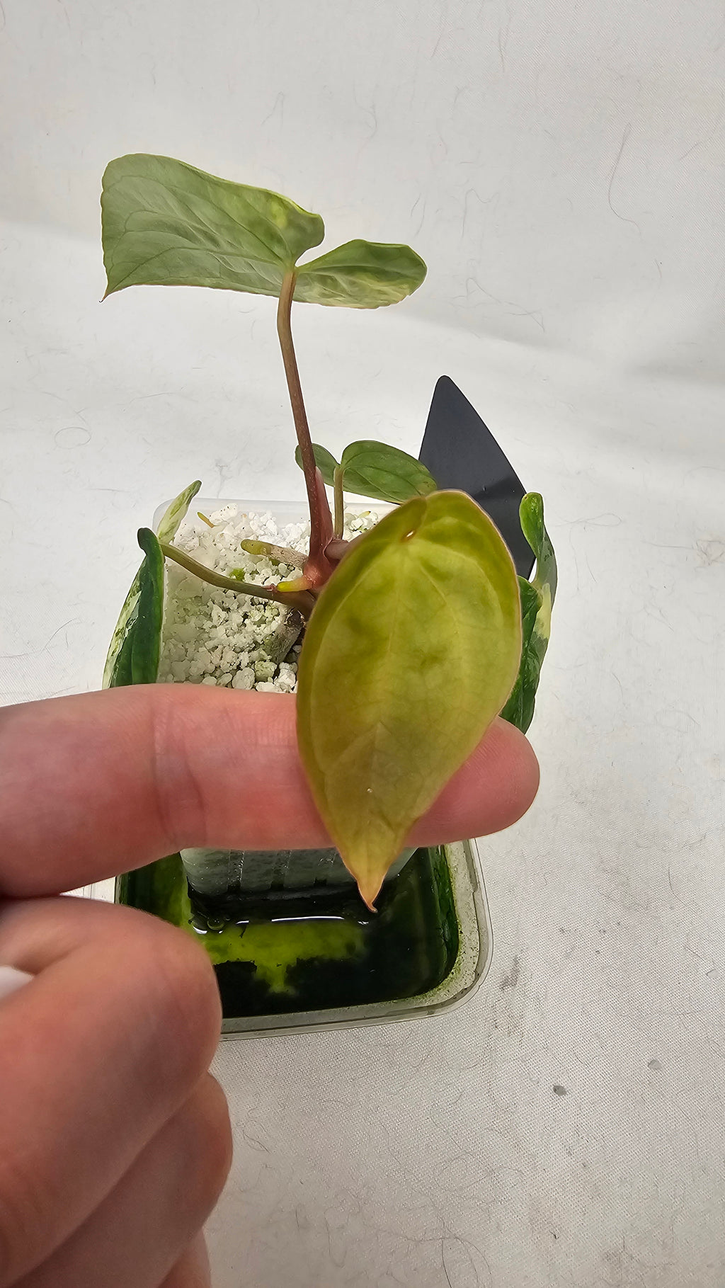 Anthurium Papillilaminum x Papillilaminum