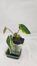 Anthurium Papillilaminum x Papillilaminum