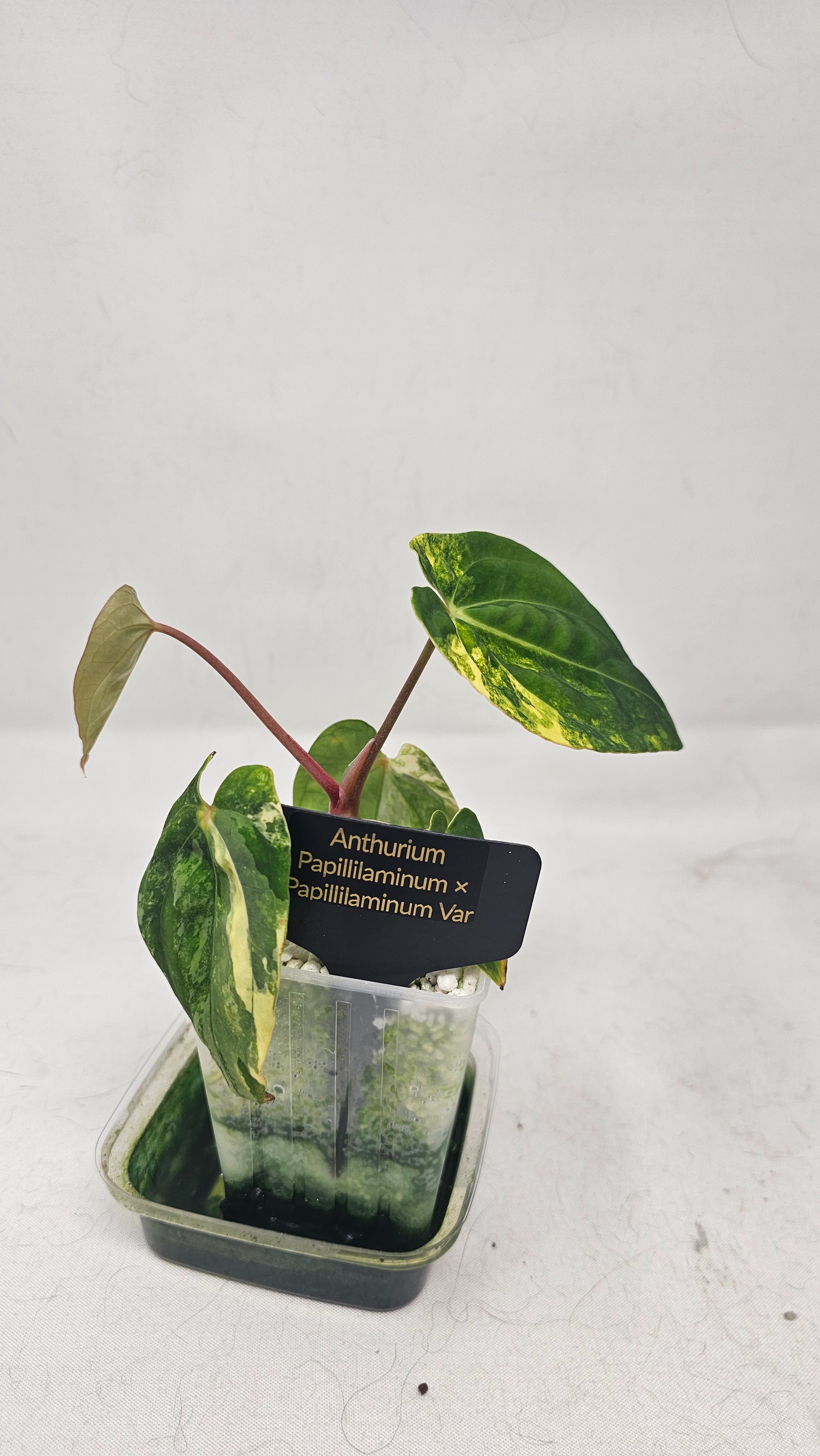 Anthurium Papillilaminum x Papillilaminum