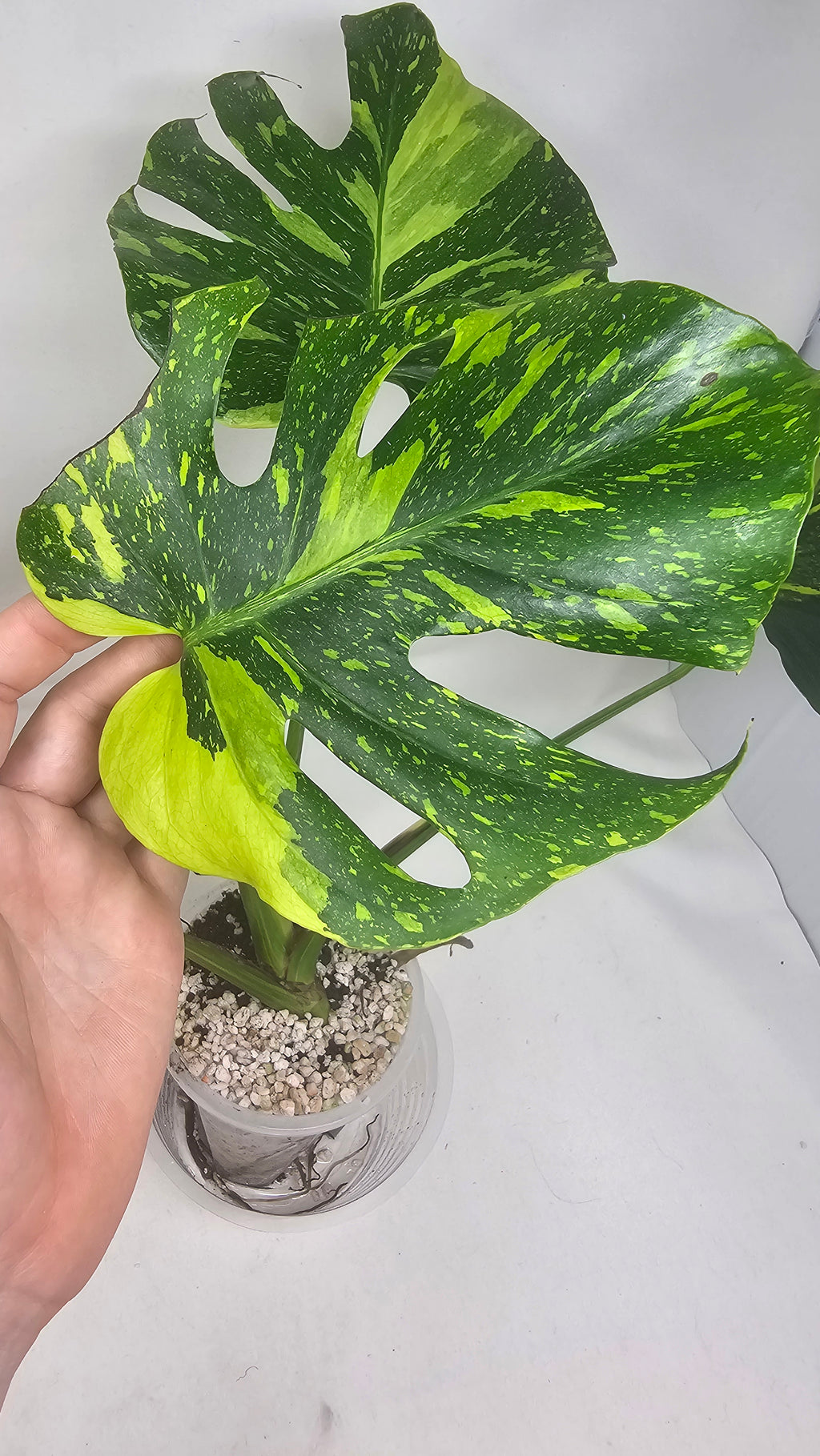Monstera Electrolyte