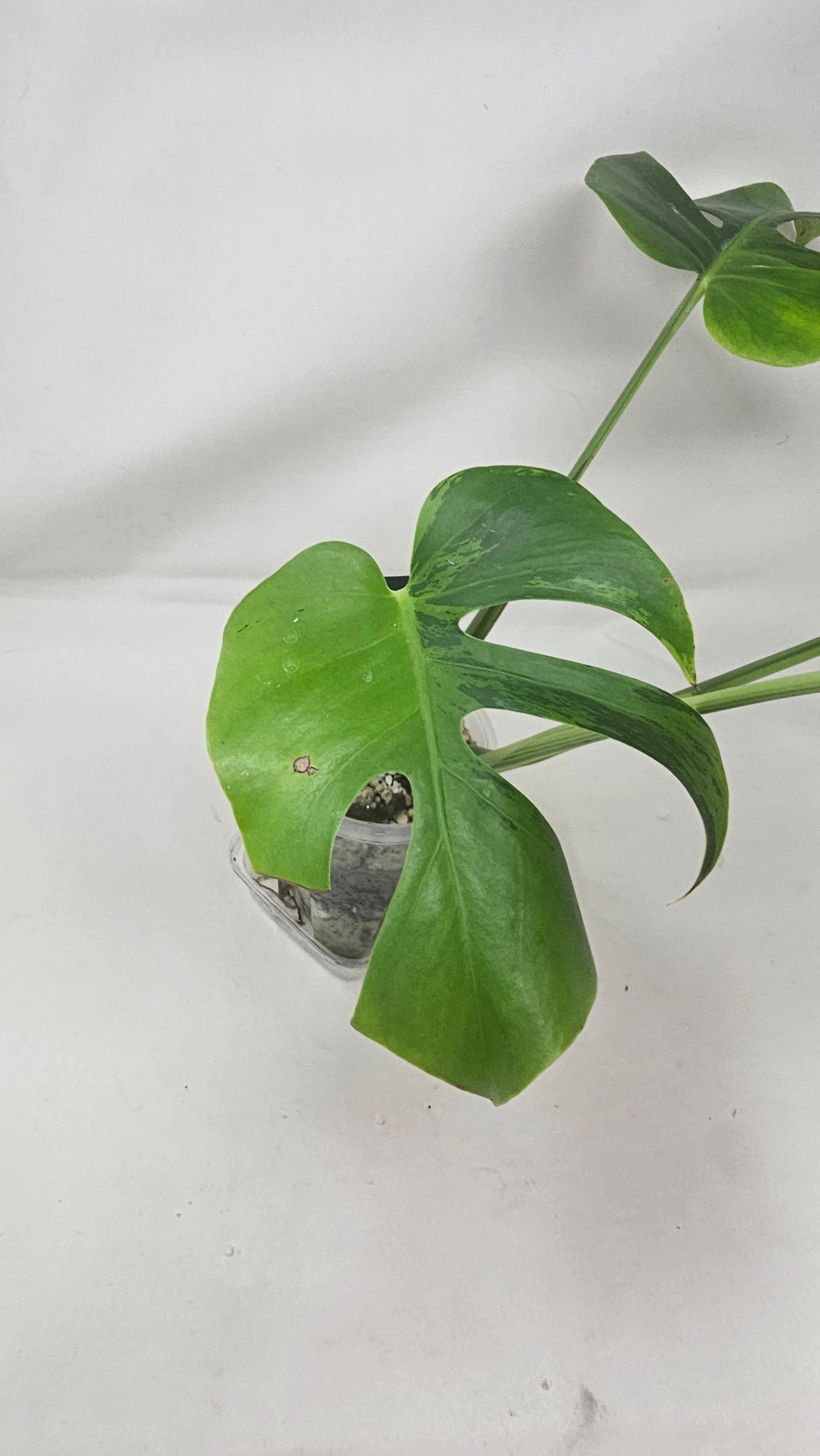 Monstera Lime Lite