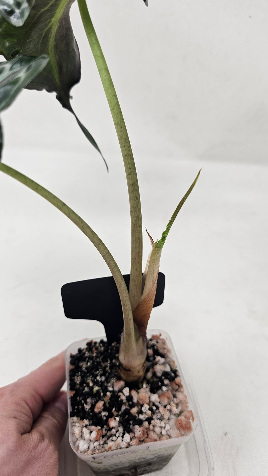 Alocasia Venom