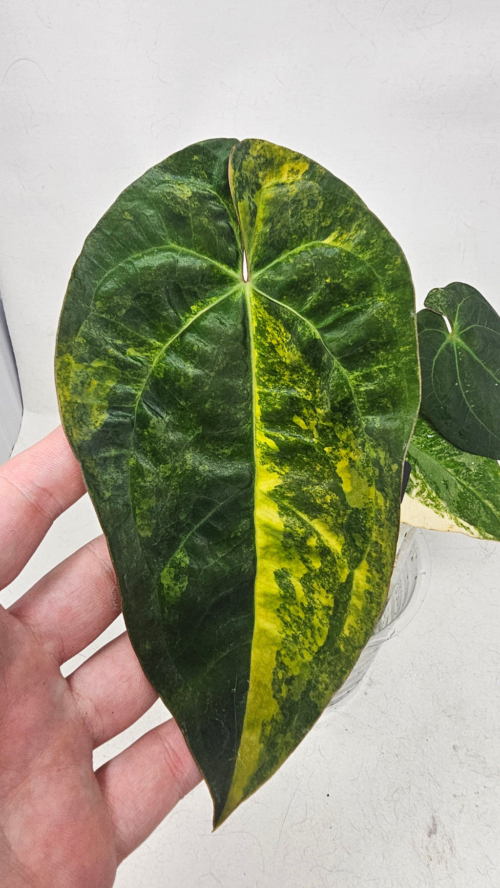 Anthurium Papillilaminum x RVDP