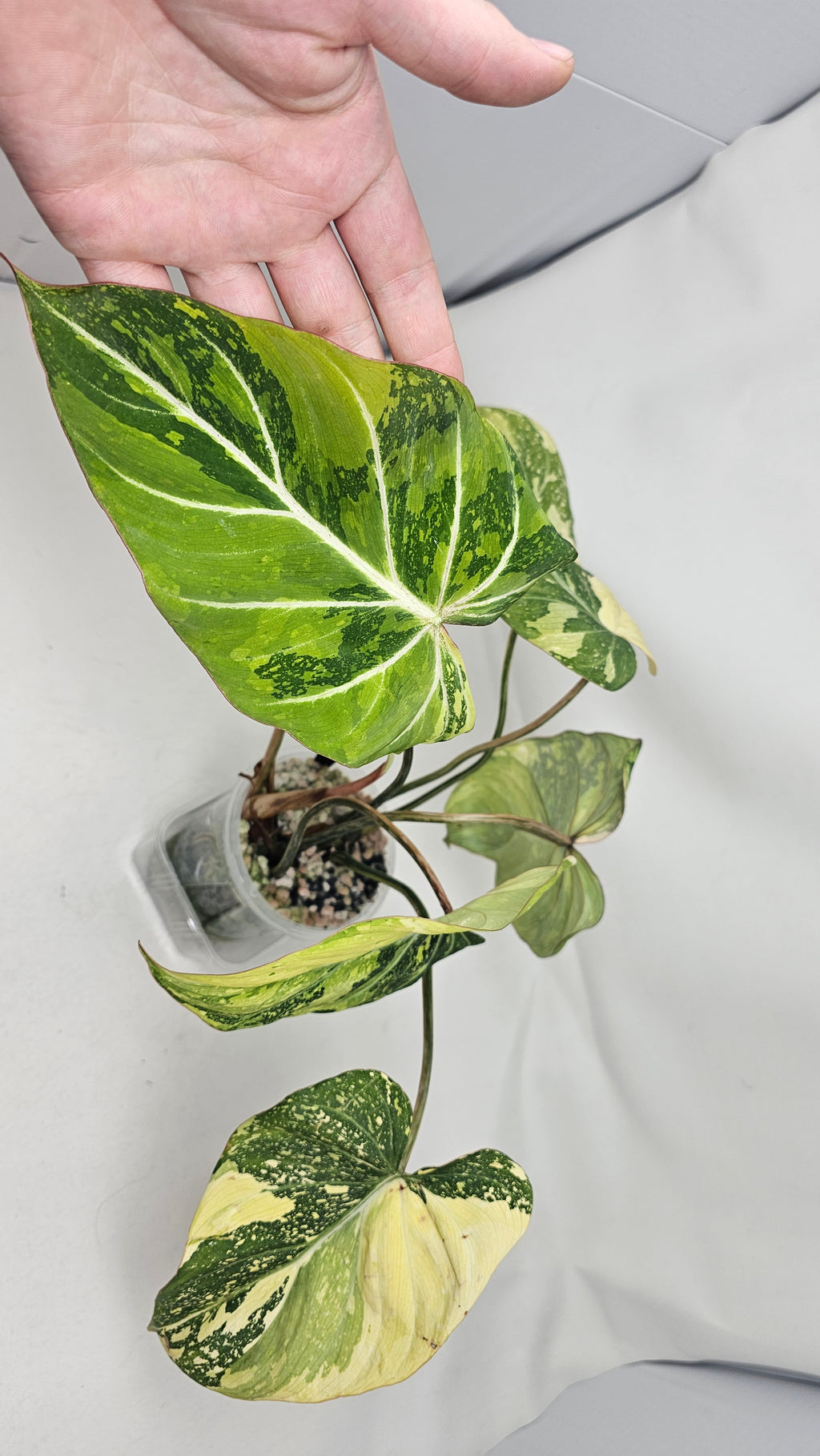 Philodendron Gloriosum Variegated Type 2
