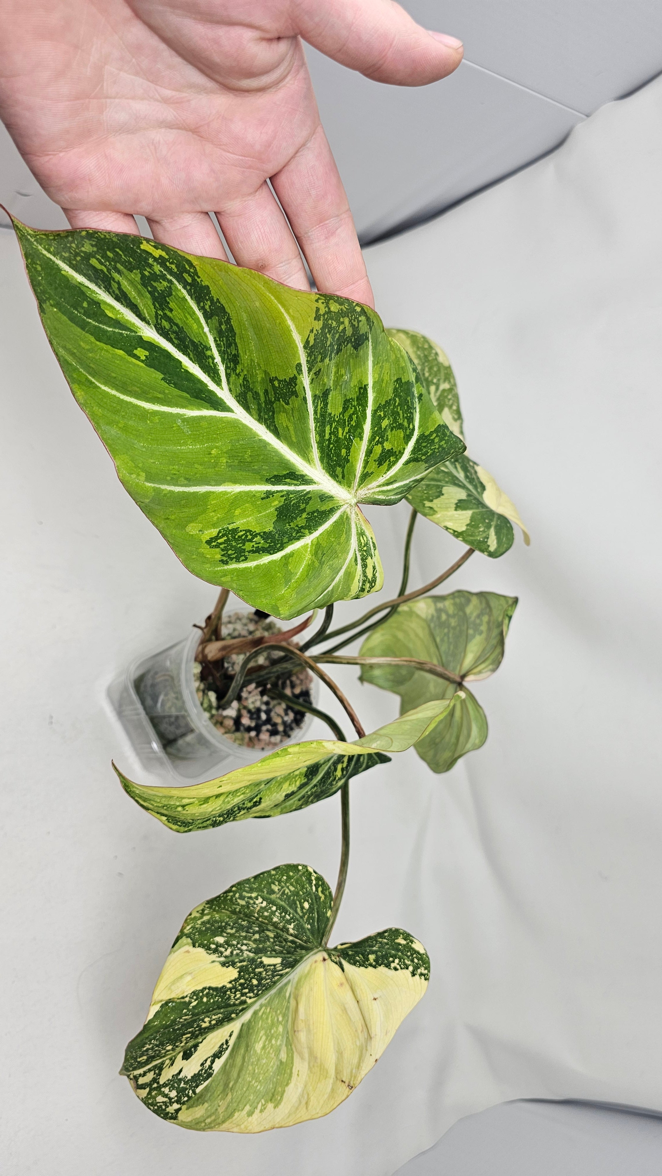 Philodendron Gloriosum Variegated Type 2