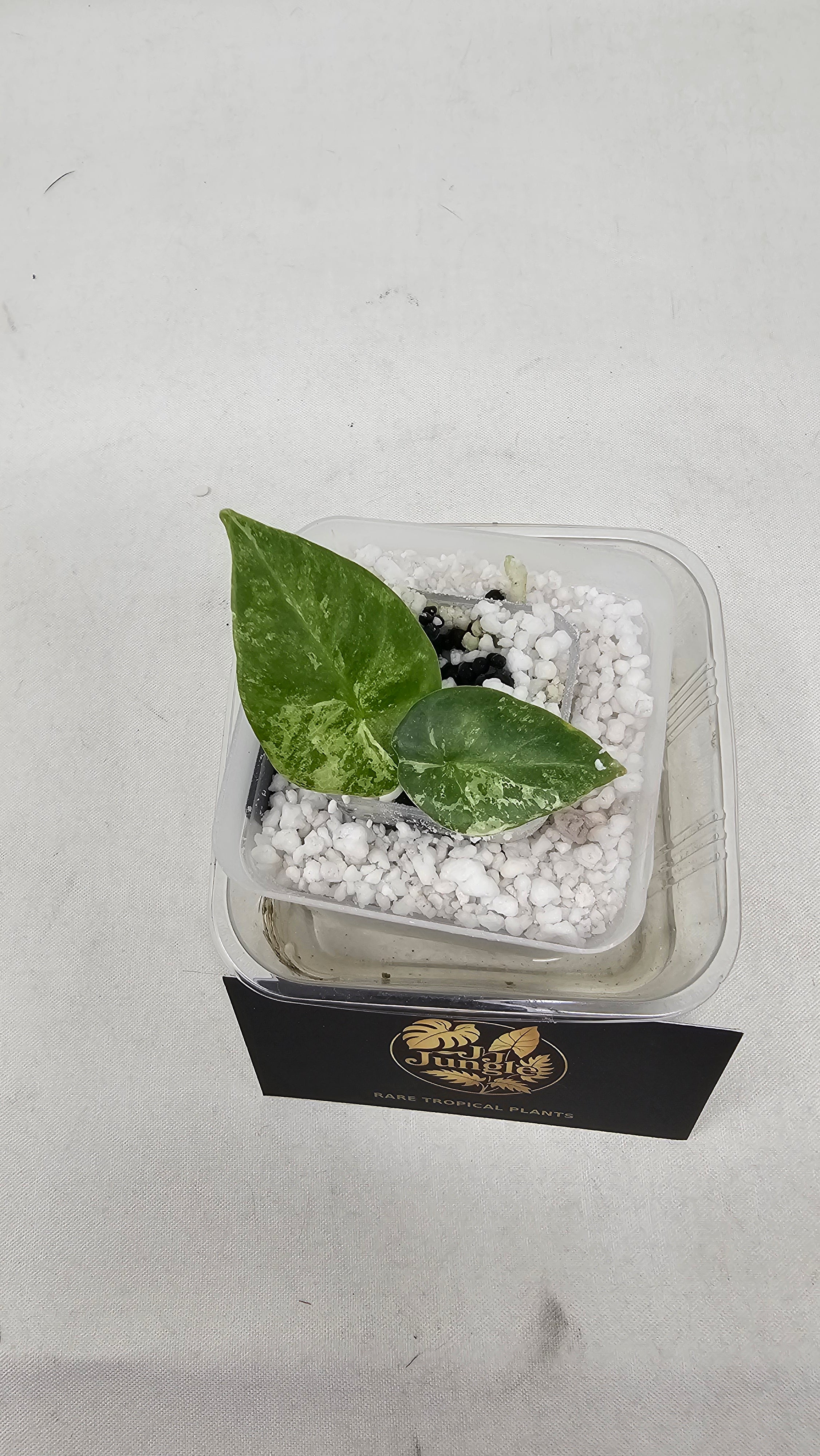 Alocasia Reginae Albo
