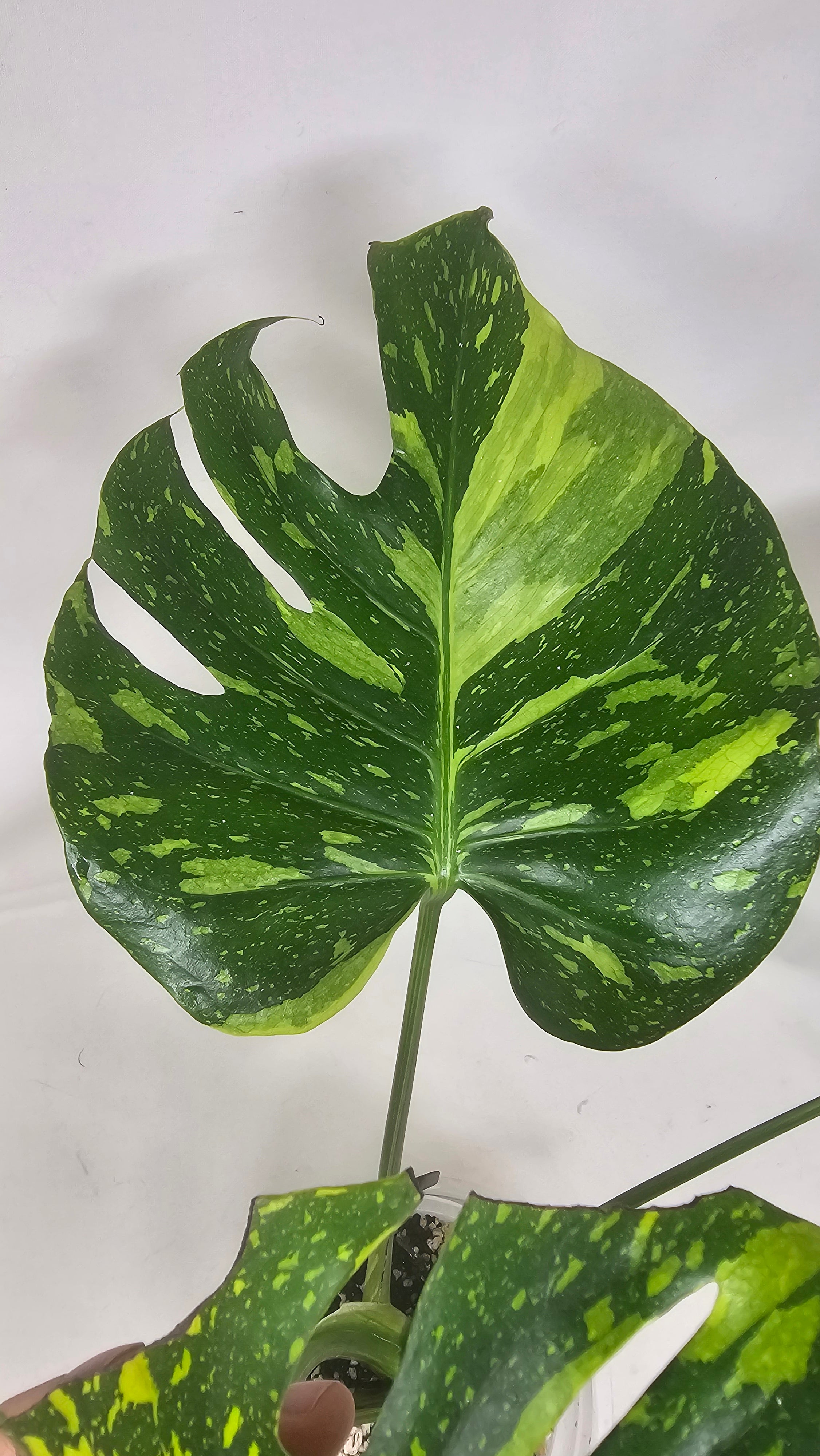 Monstera Electrolyte