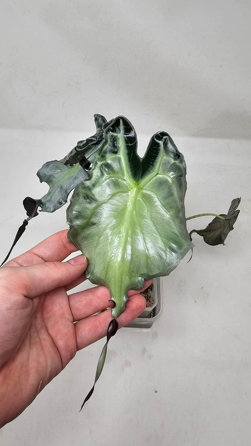 Alocasia Venom