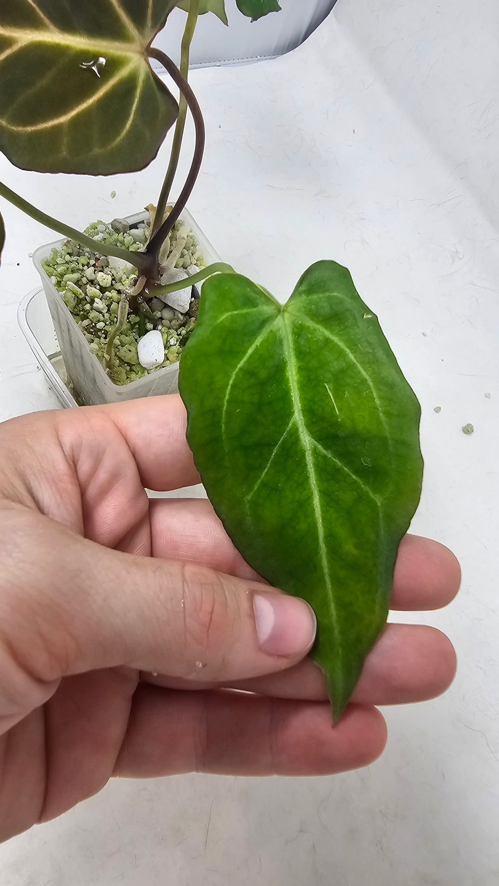 Anthurium Michelle x BVEP (Scott)