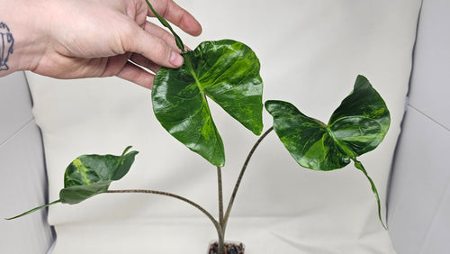 Alocasia Stingray Aurea