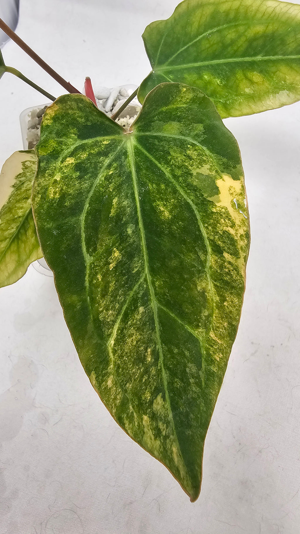 Anthurium Forgetti x Blackwidow 13 x 43