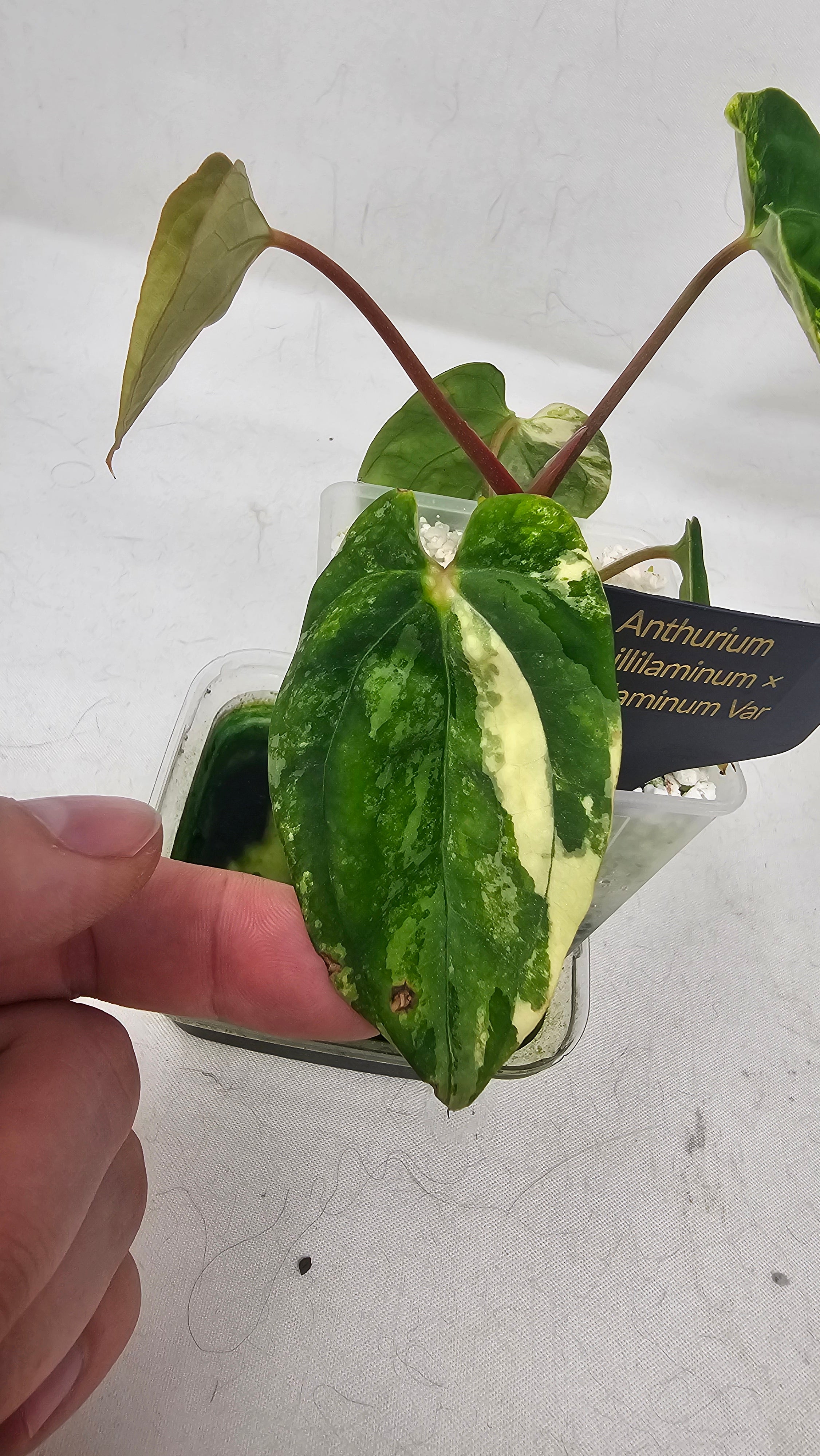 Anthurium Papillilaminum x Papillilaminum
