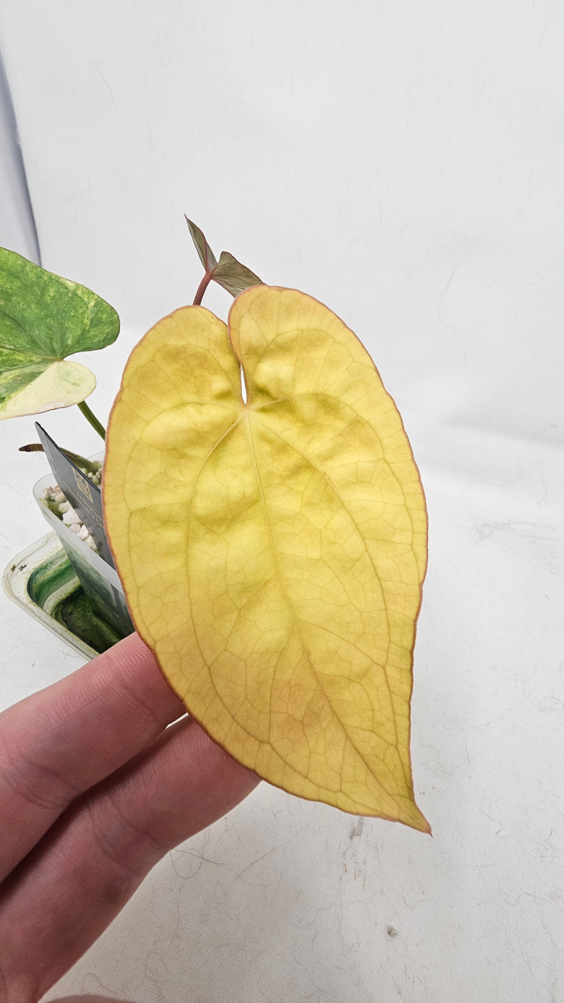 Anthurium Papillilaminum x Dressleri